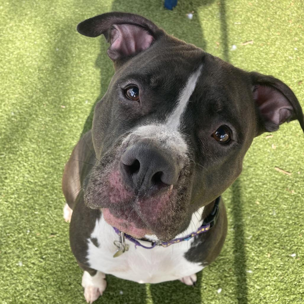 Enlarge Lela, a Adoptable Mixed Breed in Providence, RI image 3/6