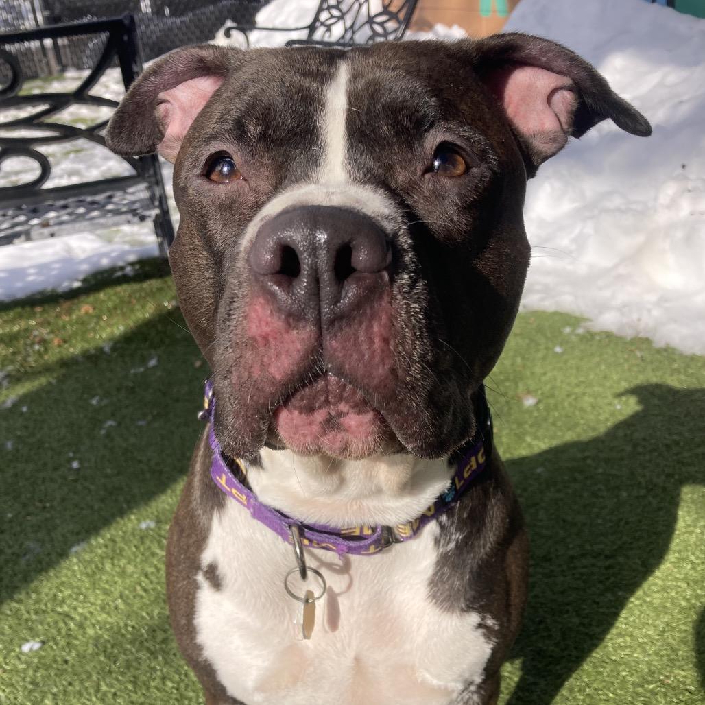 Enlarge Lela, a Adoptable Mixed Breed in Providence, RI image 4/6