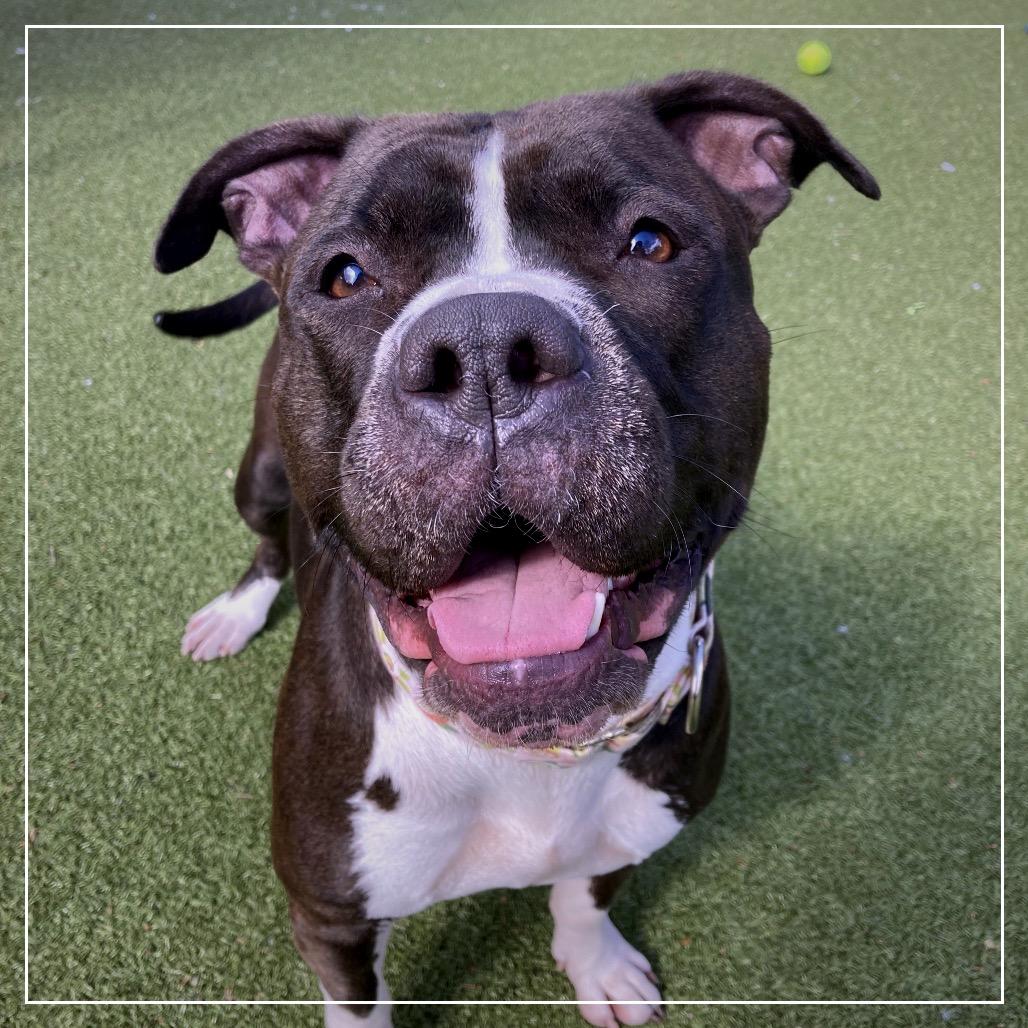 Enlarge Lela, a Adoptable Mixed Breed in Providence, RI image 5/6