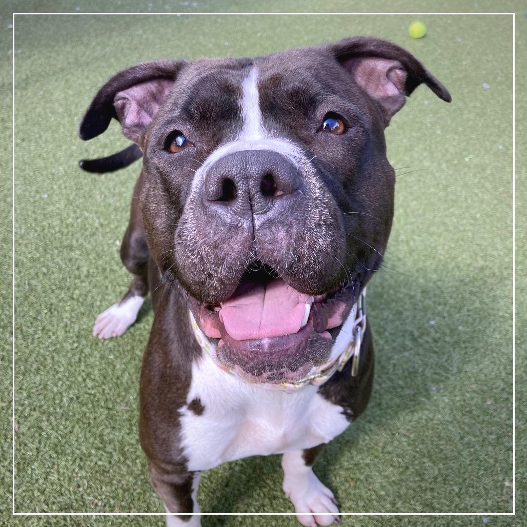 Enlarge Lela, a Adoptable Mixed Breed in Providence, RI image 6/6