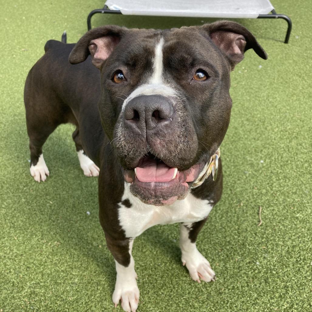 Enlarge Lela, a Adoptable Mixed Breed in Providence, RI image 6/6