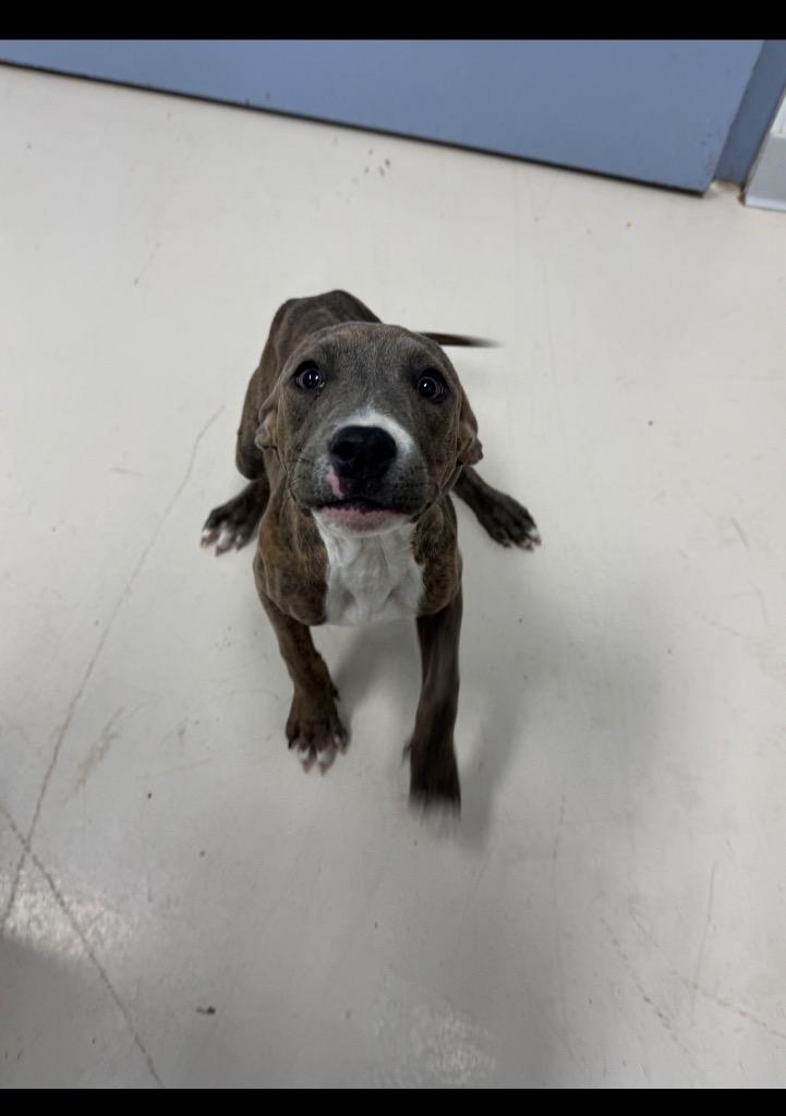 Enlarge Eve, a Adoptable Pit Bull Terrier in Belton, TX image 1/1