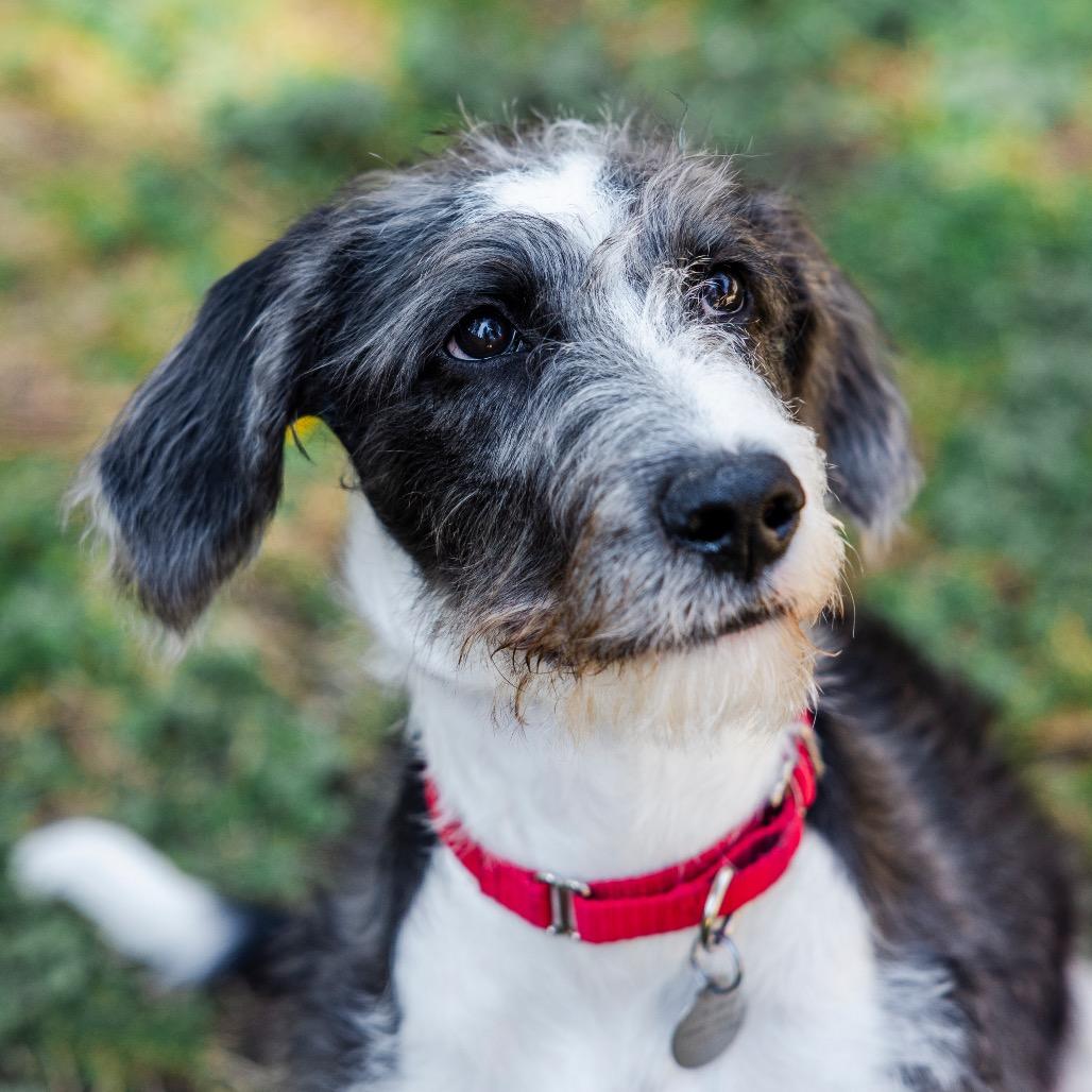 Hamster, a Adoptable mixed breed in Incline Village, NV image 5/6