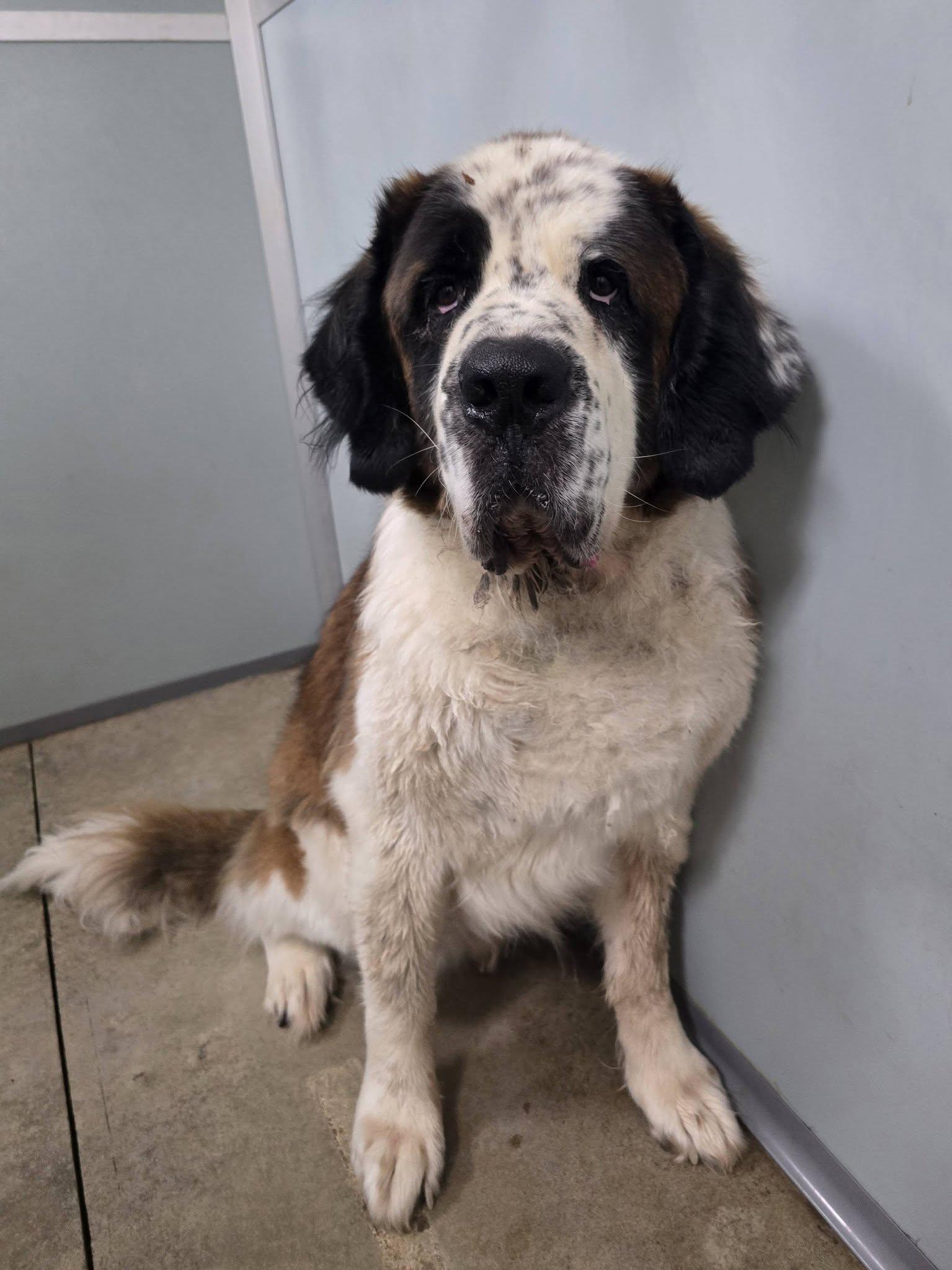 Enlarge Apollo, a Adopted Saint Bernard in Frankfort, IN image 3/3