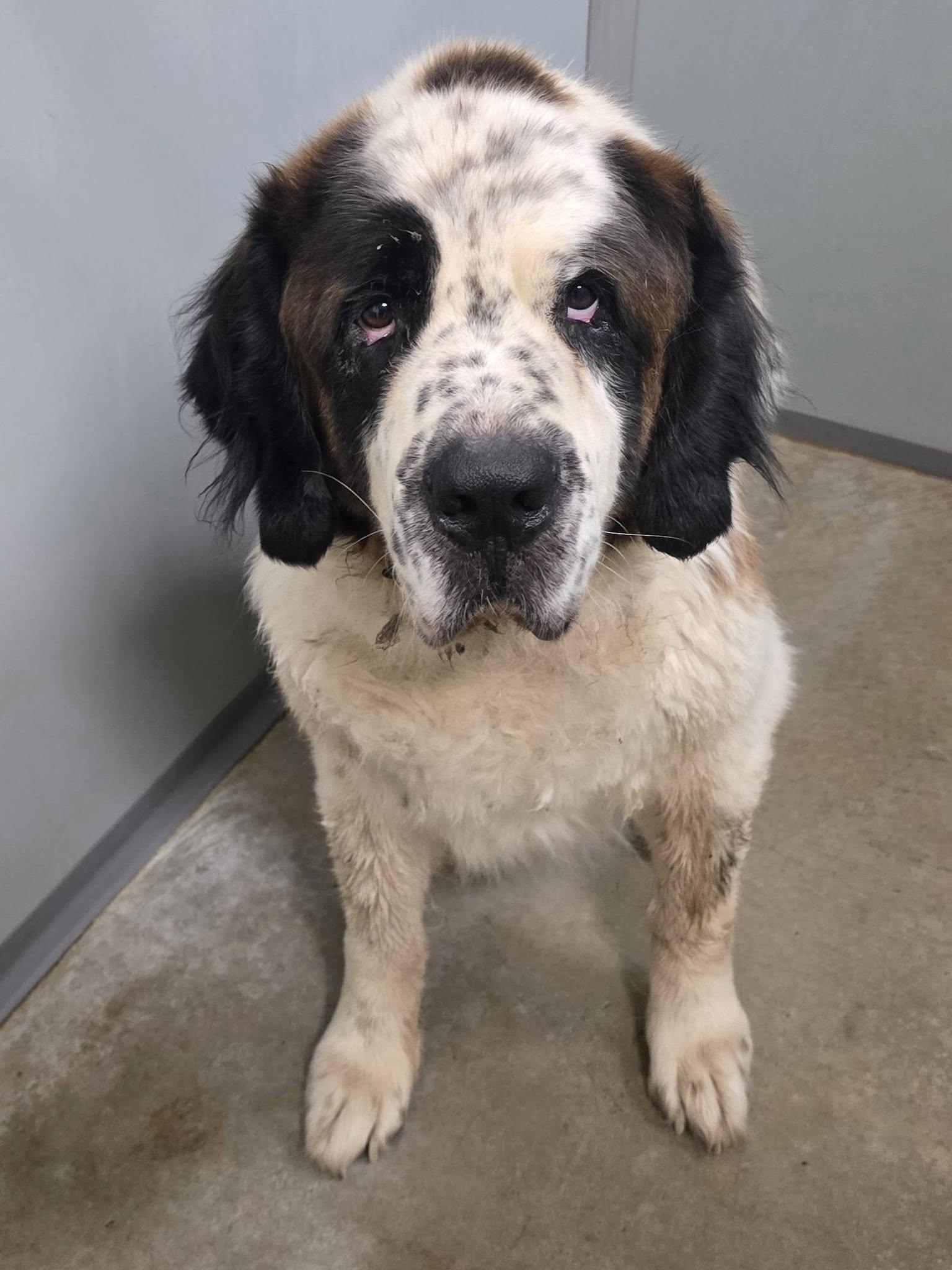 Enlarge Apollo, a Adopted Saint Bernard in Frankfort, IN image 2/3