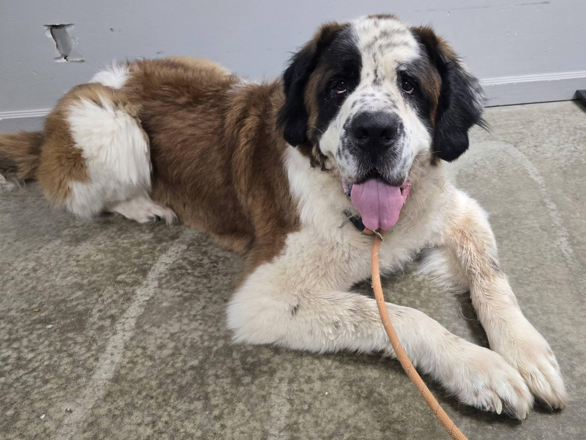 Enlarge Apollo, a Adopted Saint Bernard in Frankfort, IN image 1/3