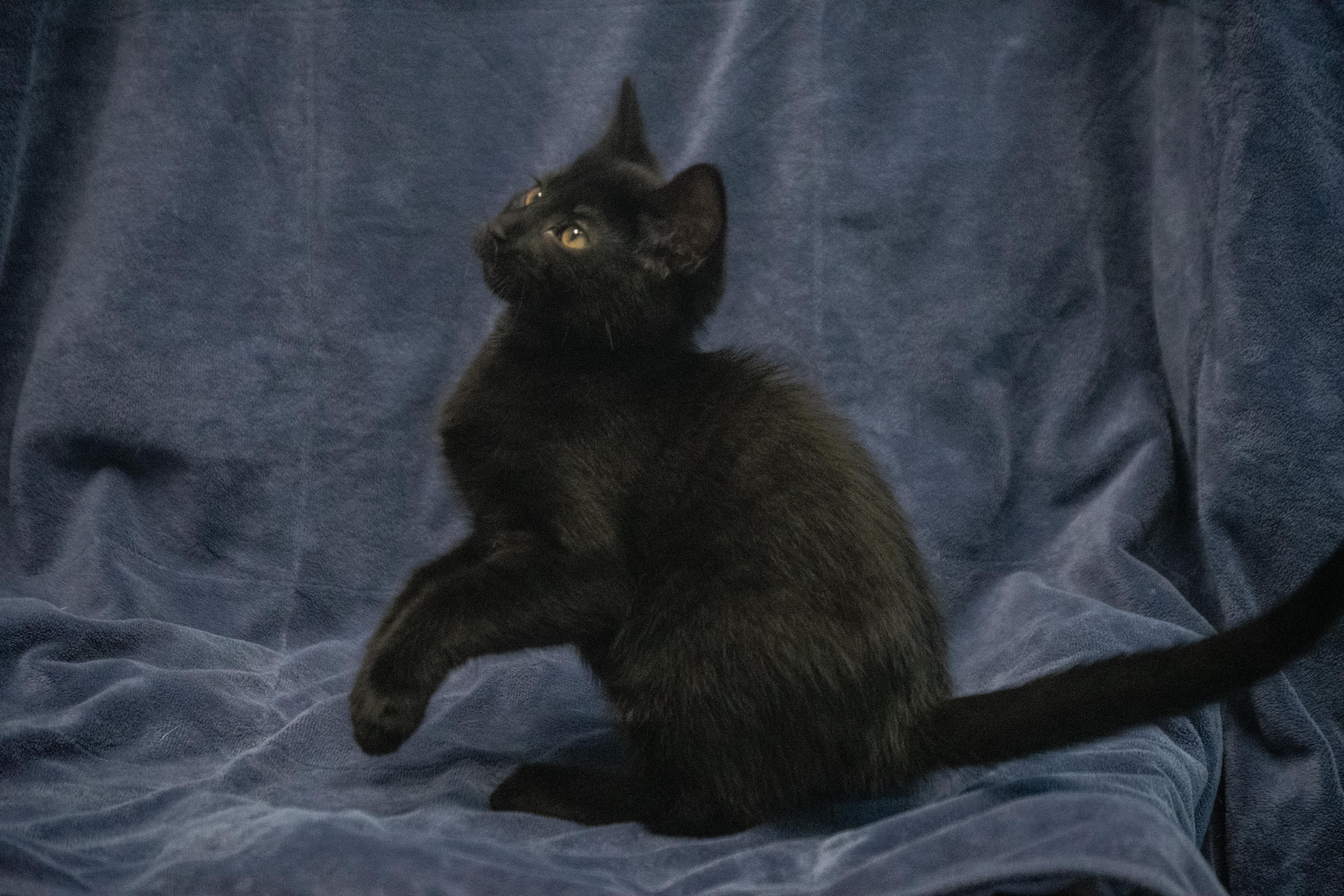 Enlarge Pepsi, a Adoptable mixed breed in Winchester, KY image 2/2