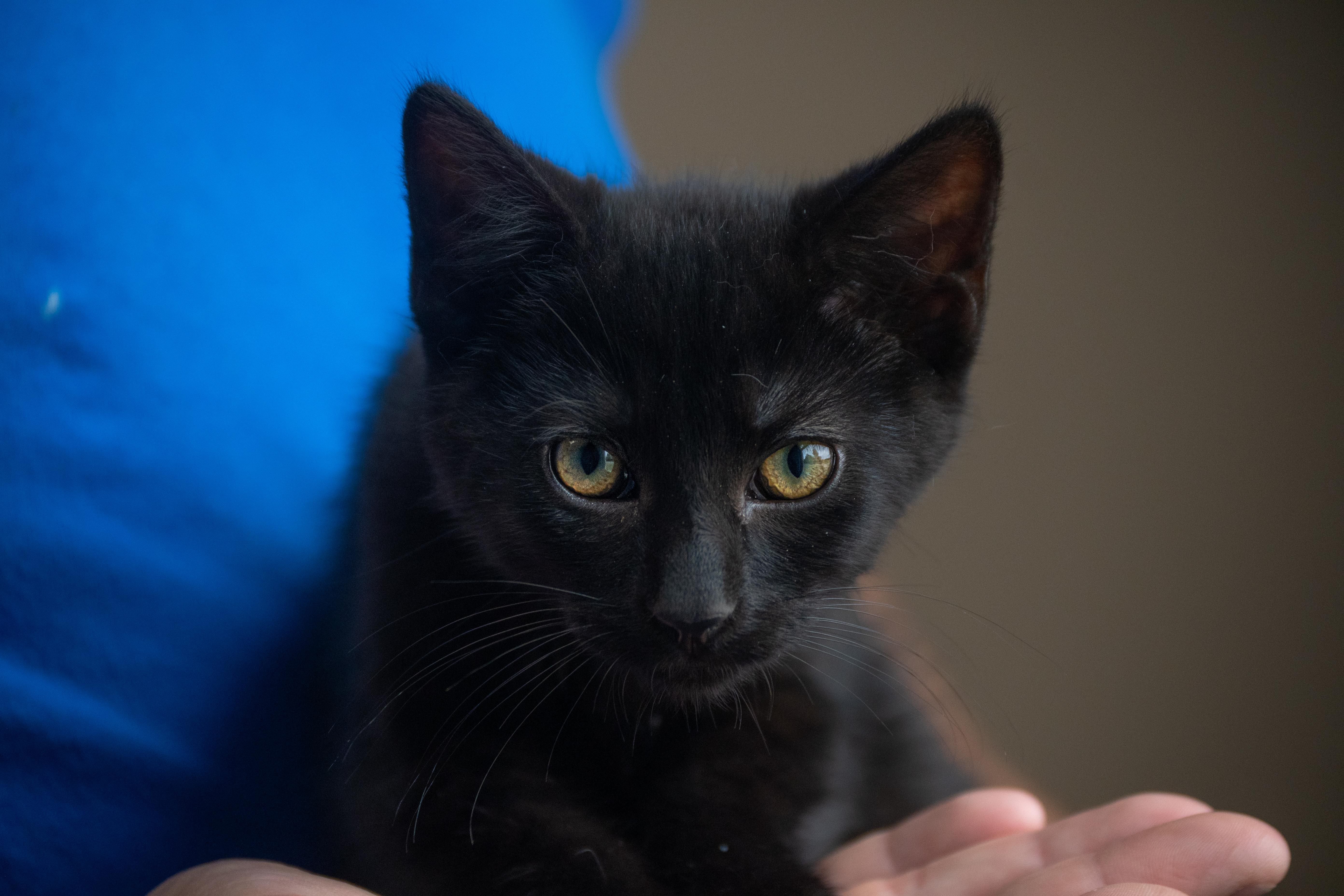 Pepsi, Adoptable, Kitten Male Domestic Short Hair.