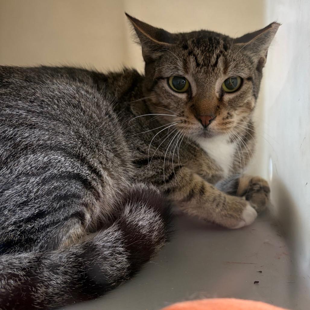 Enlarge Mandy, a Adoptable Domestic Short Hair in Webster, TX image 1/1