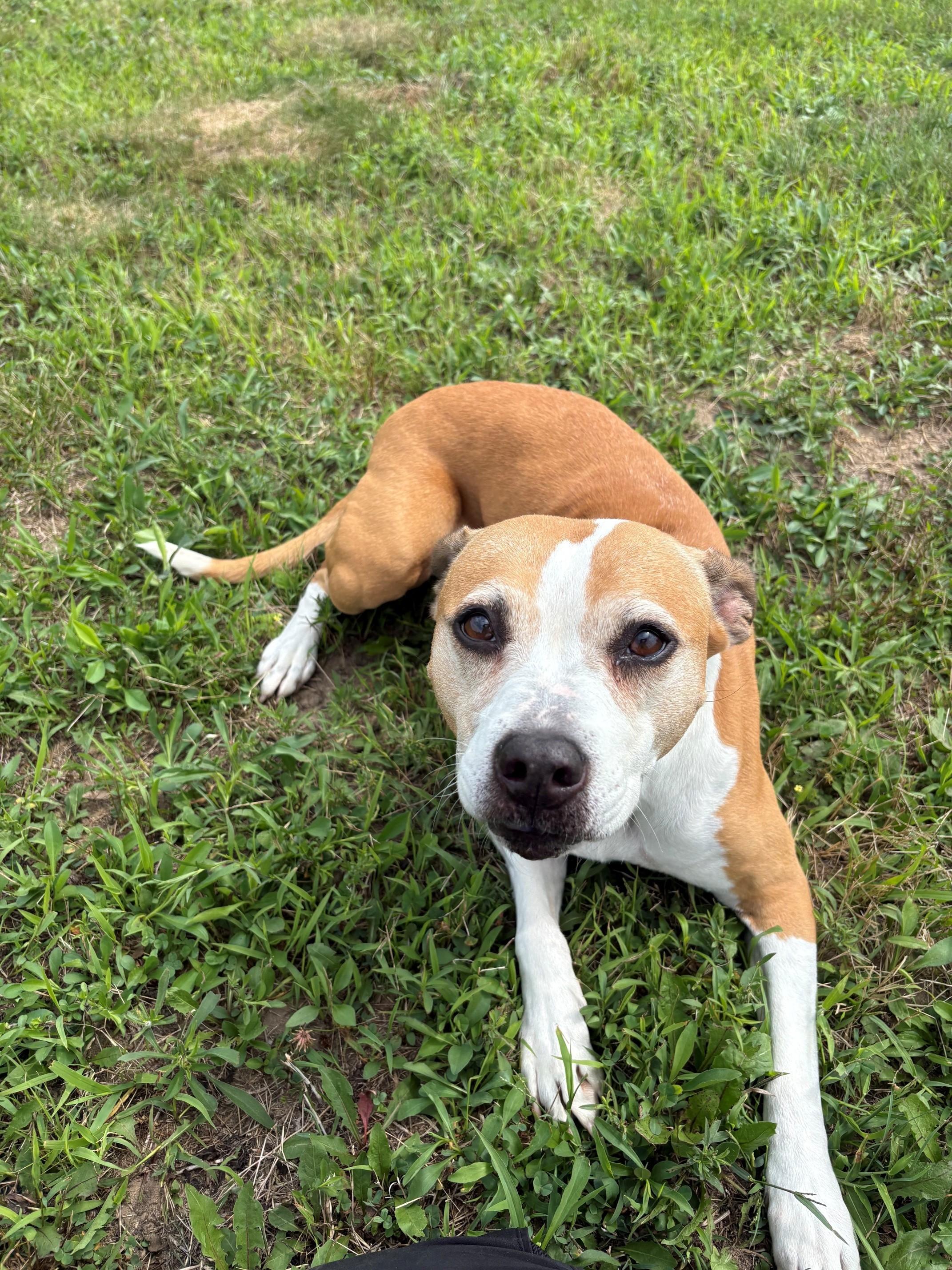 Sammy, a ADOPTABLE Mixed Breed in Ionia, MI image 5/6