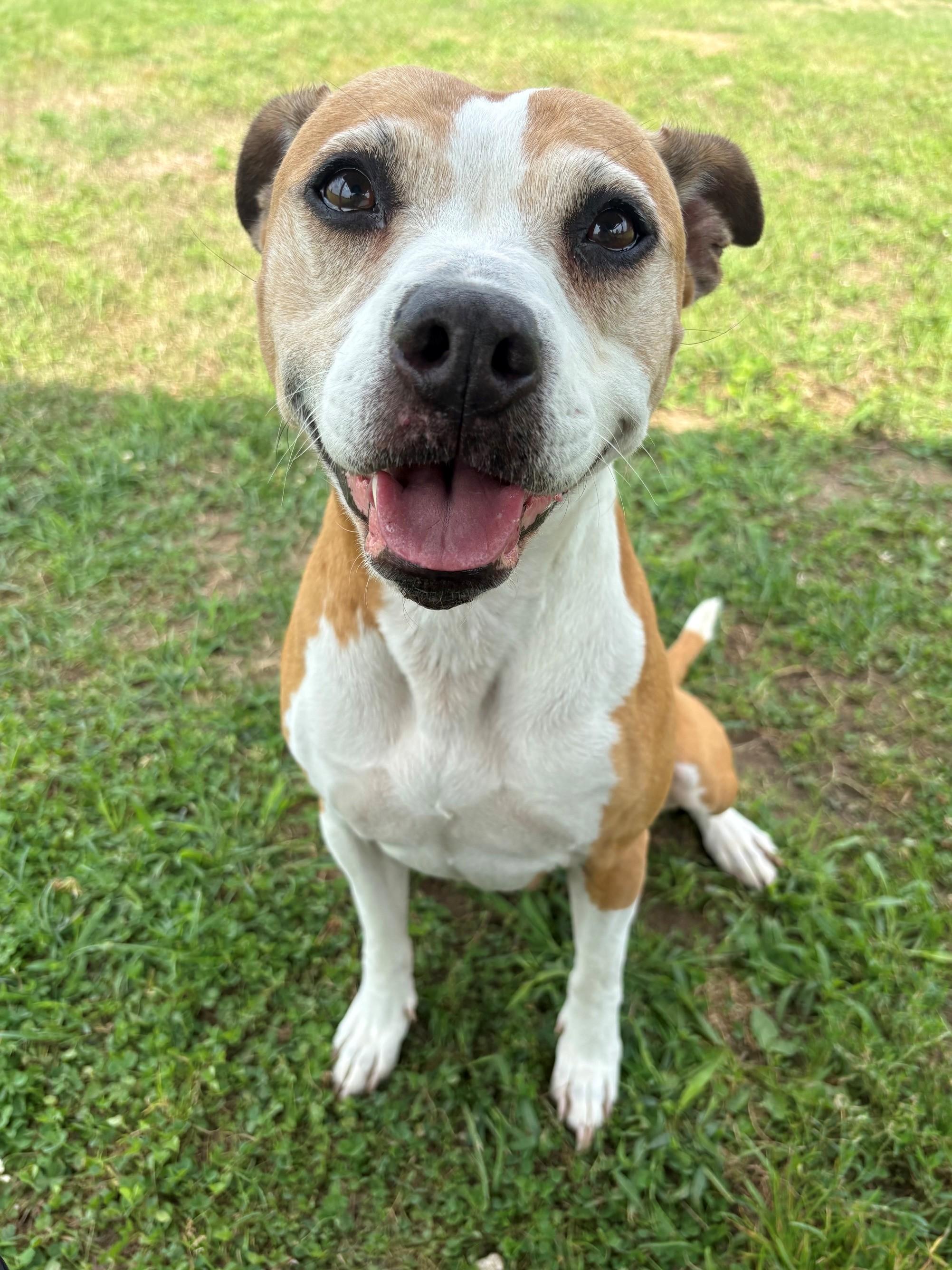 Sammy, ADOPTABLE, Young Female Mixed Breed.