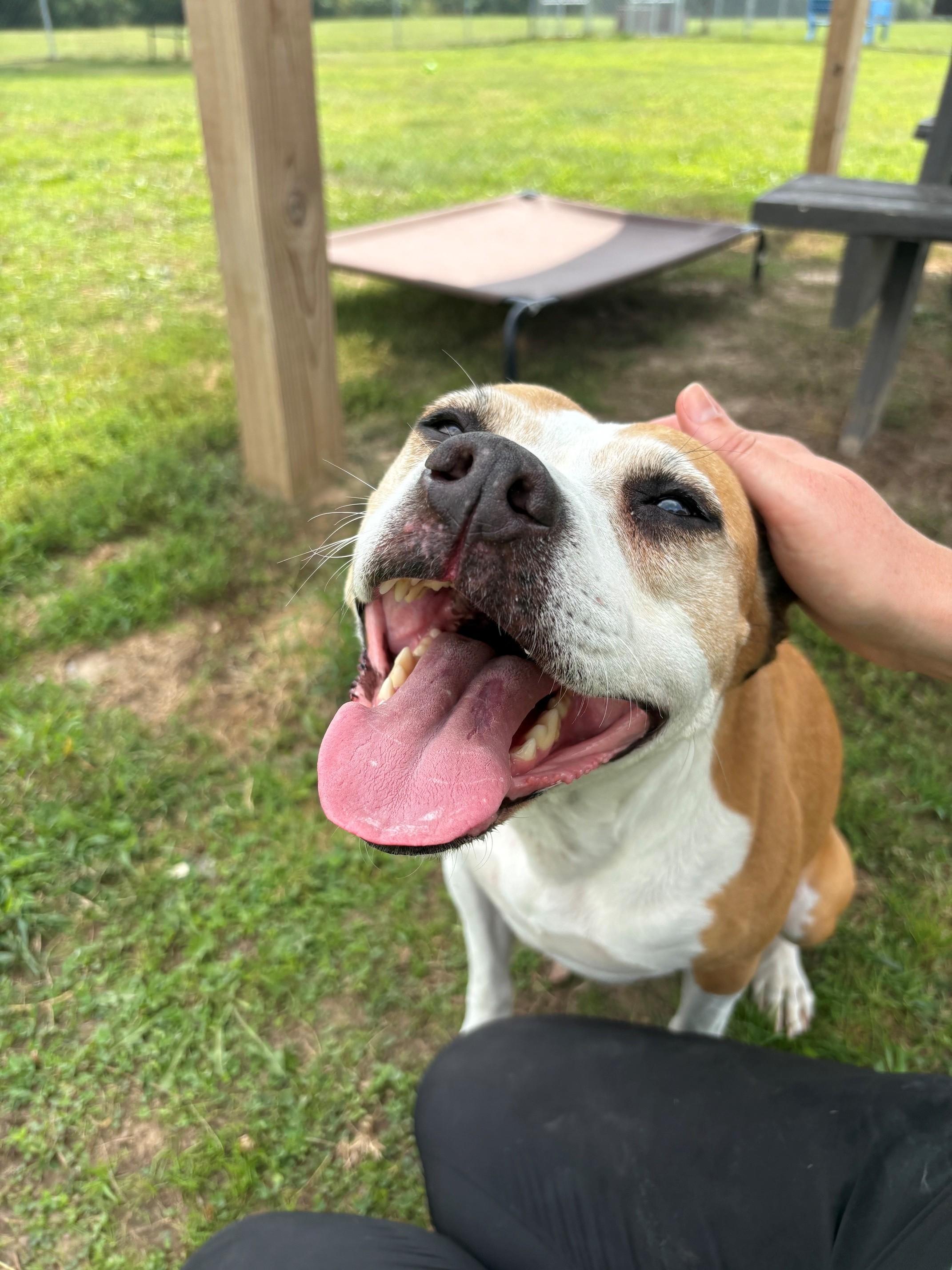 Sammy, a ADOPTABLE Mixed Breed in Ionia, MI image 6/6