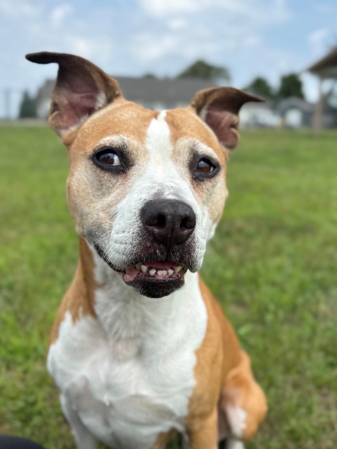Sammy, a ADOPTABLE Mixed Breed in Ionia, MI image 4/6