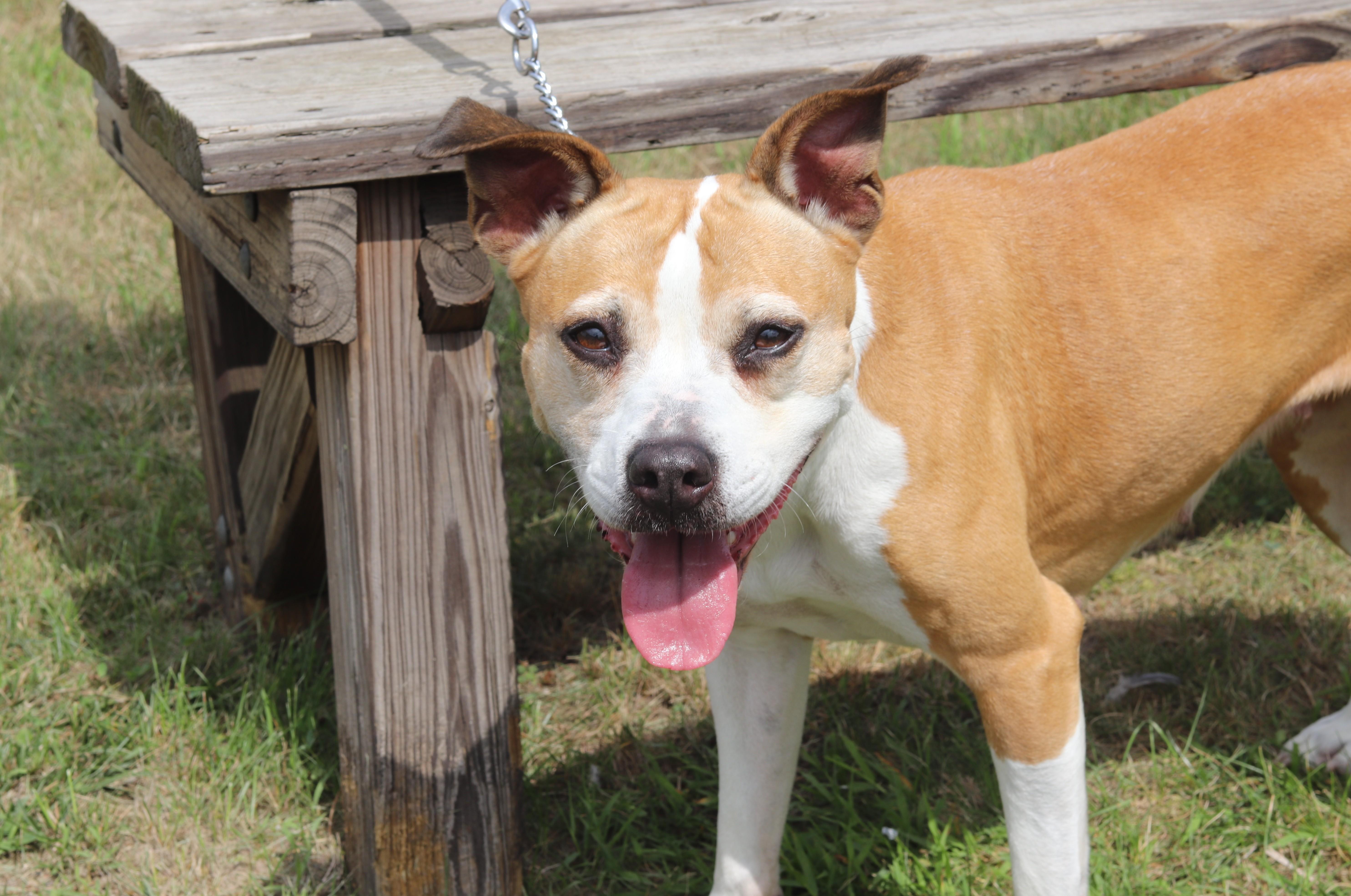Sammy, a ADOPTABLE Mixed Breed in Ionia, MI image 2/6