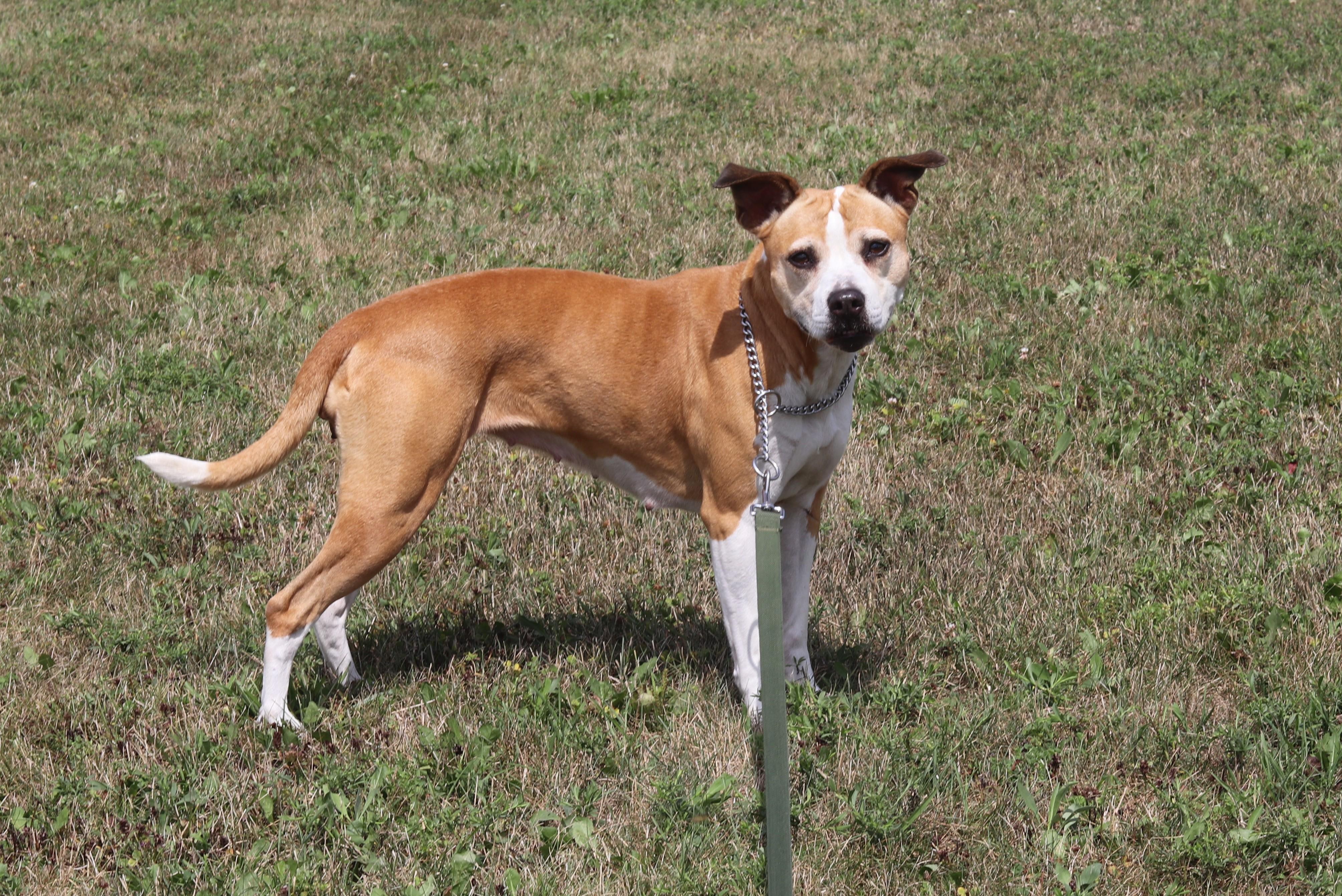 Sammy, a ADOPTABLE Mixed Breed in Ionia, MI image 3/6