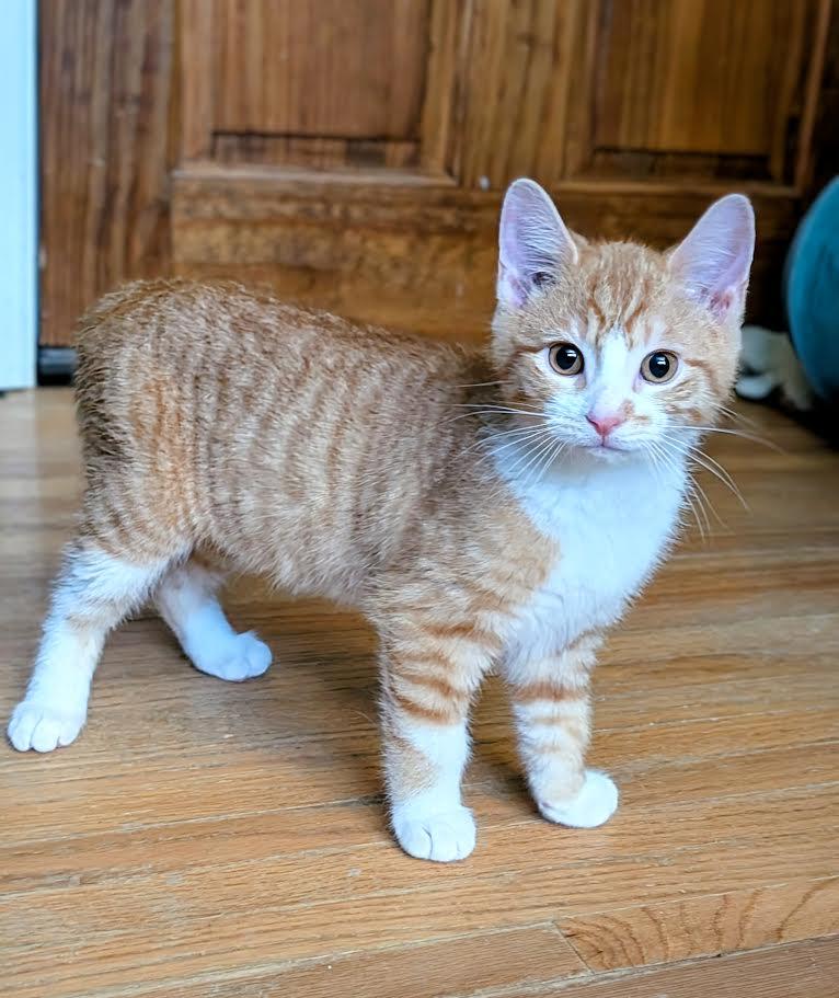 Johnny & Carter, an adopted Domestic Medium Hair in Buffalo, NY image 3/6