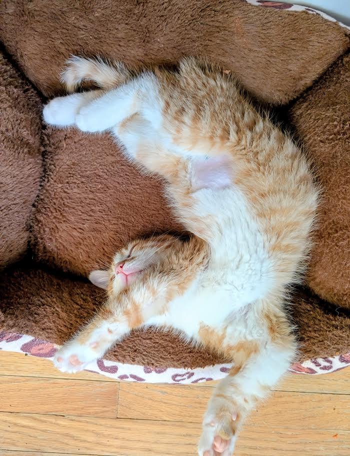 Johnny & Carter, an adopted Domestic Medium Hair in Buffalo, NY image 4/6