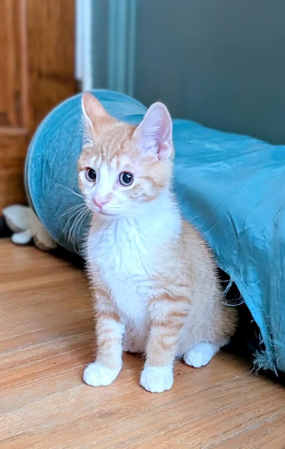 Johnny & Carter, an adopted Domestic Medium Hair in Buffalo, NY image 2/6