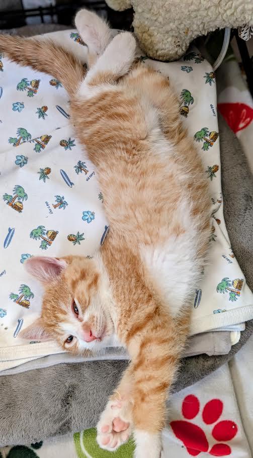 Johnny & Carter, an adopted Domestic Medium Hair in Buffalo, NY image 6/6