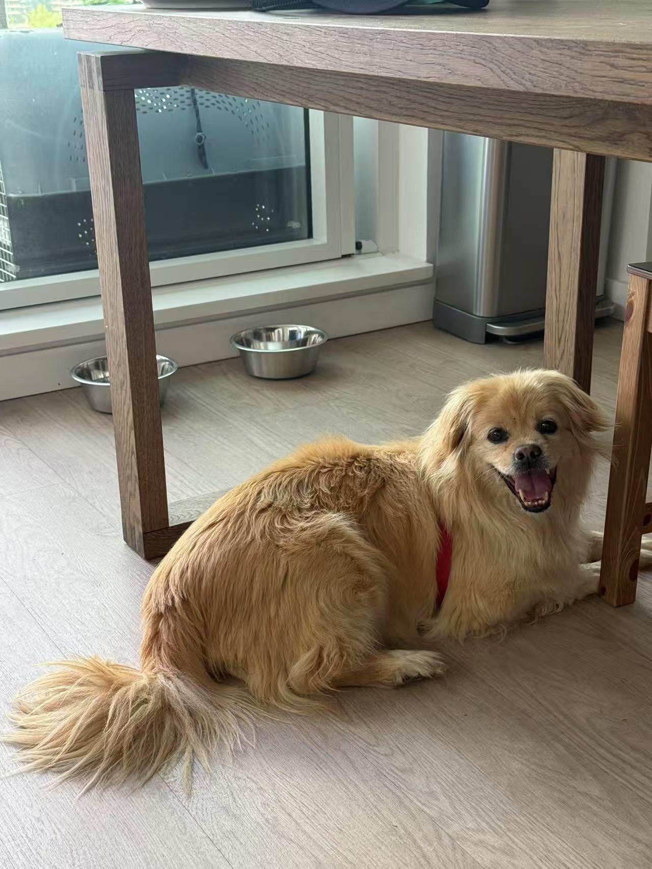 Enlarge Theo, a Adopted mixed breed in Kirkland, WA image 1/4