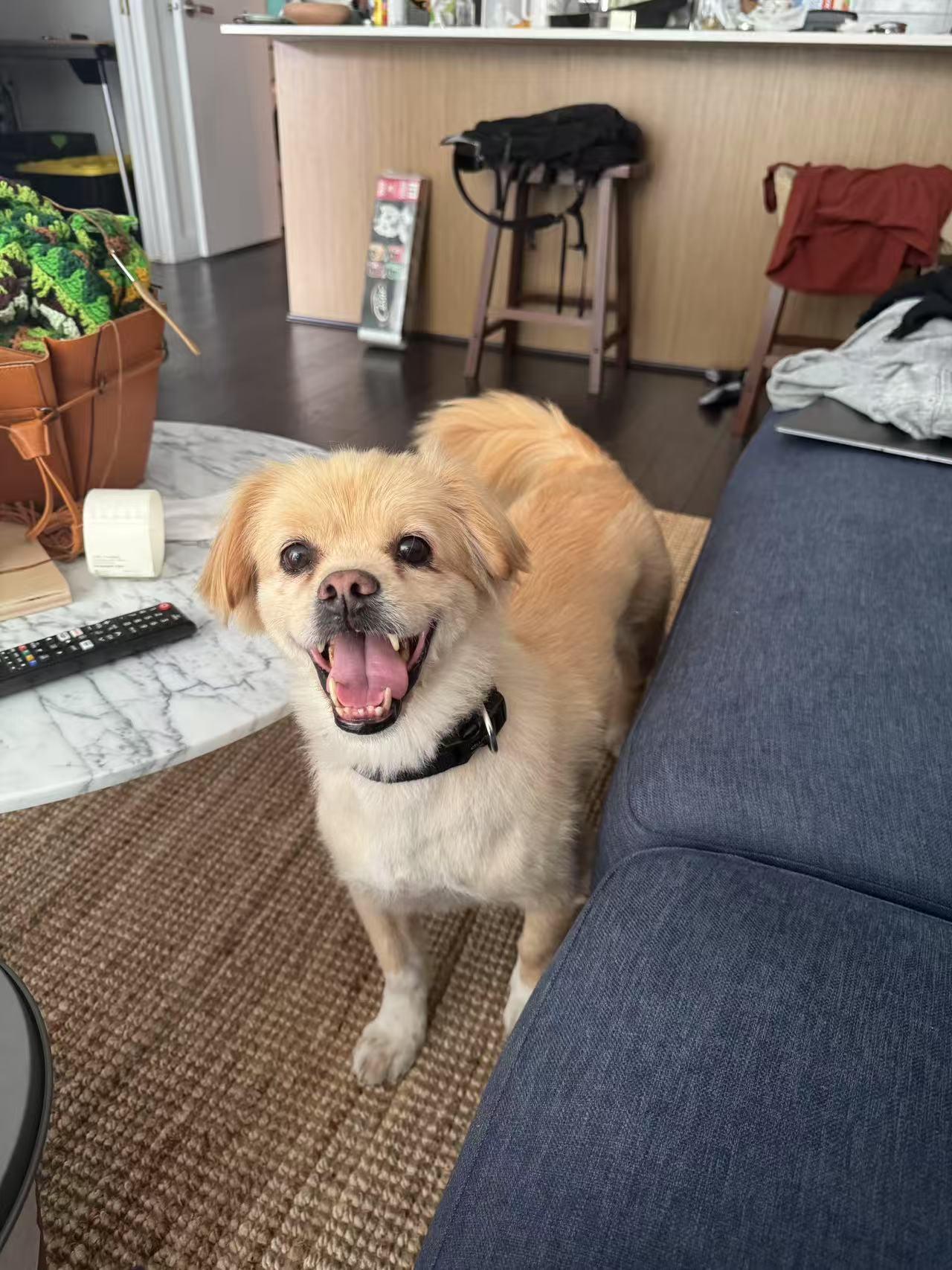 Enlarge Theo, a Adopted mixed breed in Kirkland, WA image 2/4