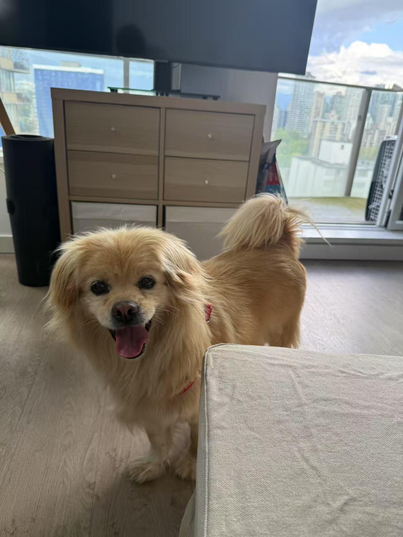 Enlarge Theo, a Adopted mixed breed in Kirkland, WA image 4/4