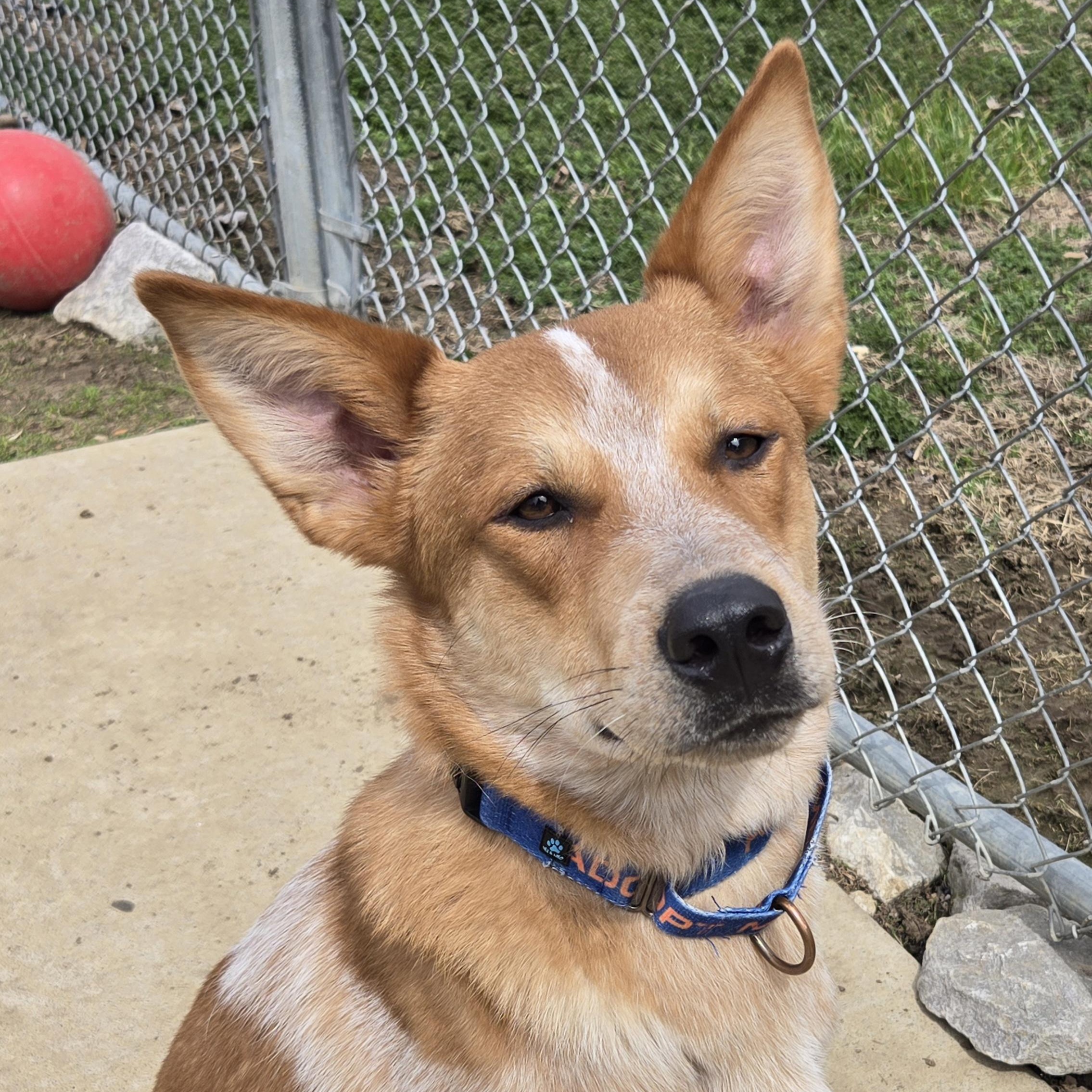 Enlarge Max, a ADOPTABLE mixed breed in Keokuk, IA image 1/6