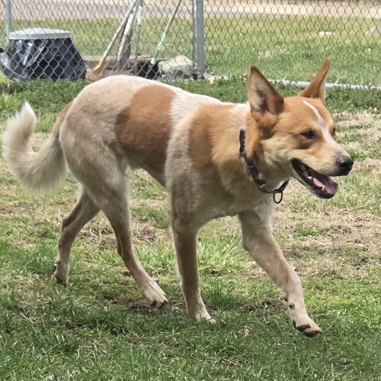 Enlarge Max, a ADOPTABLE mixed breed in Keokuk, IA image 6/6