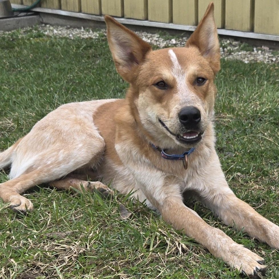 Enlarge Max, a ADOPTABLE mixed breed in Keokuk, IA image 2/6