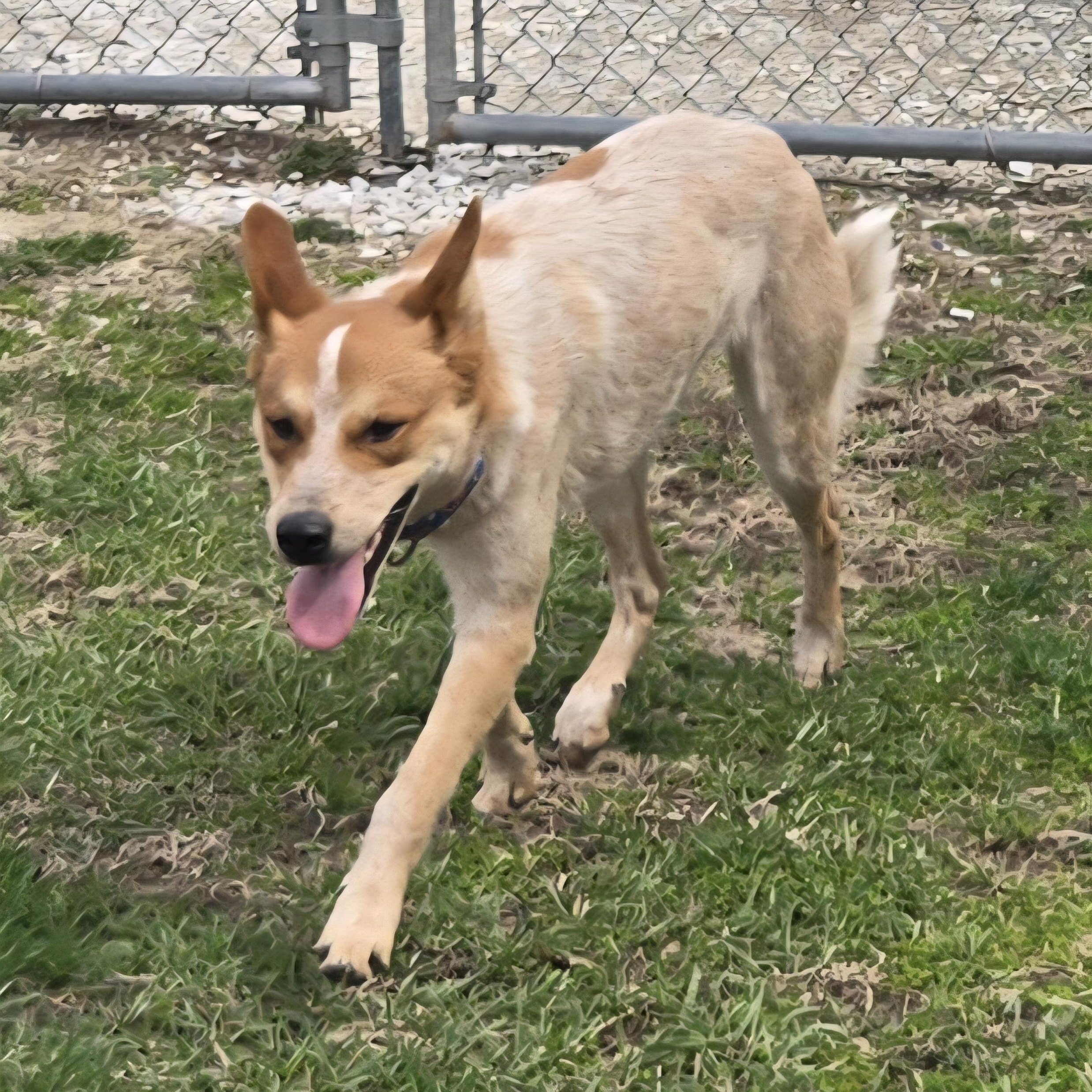 Enlarge Max, a ADOPTABLE mixed breed in Keokuk, IA image 5/6