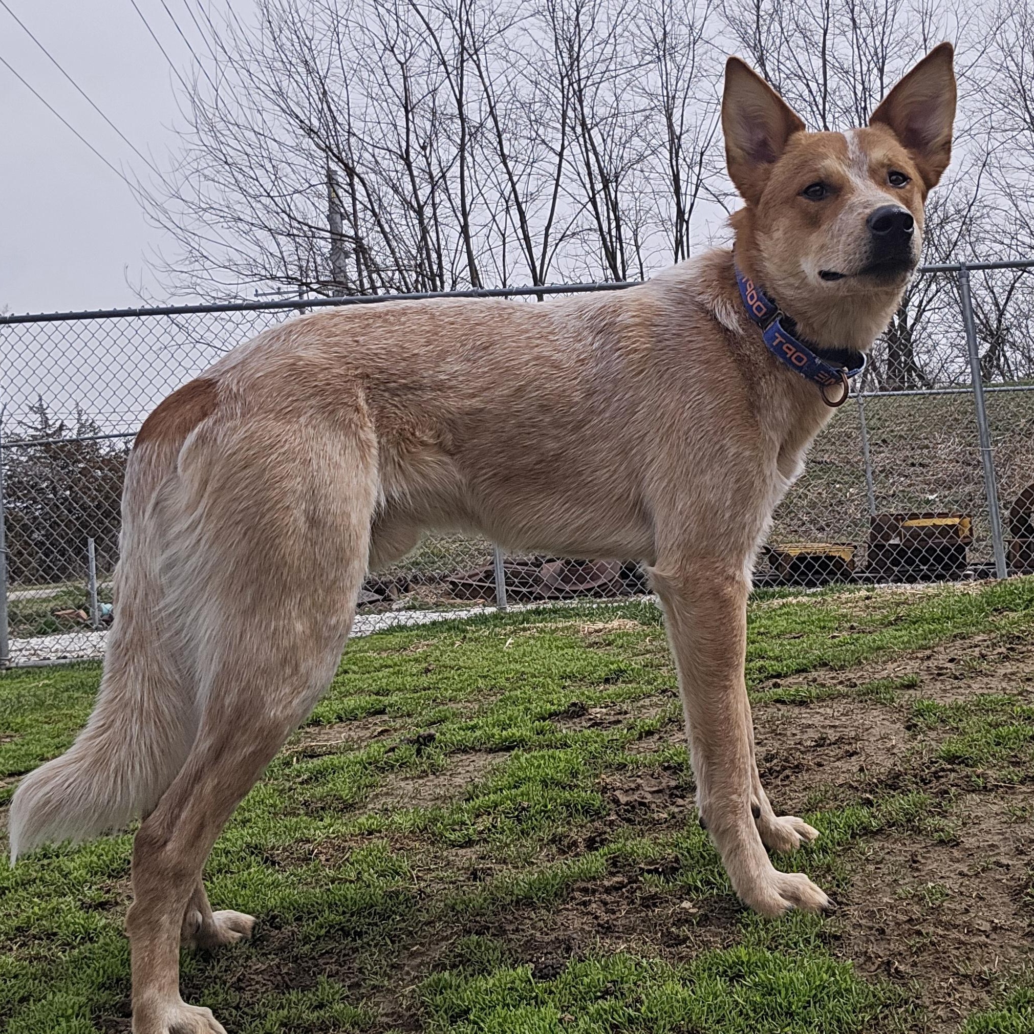Enlarge Max, a ADOPTABLE mixed breed in Keokuk, IA image 3/6