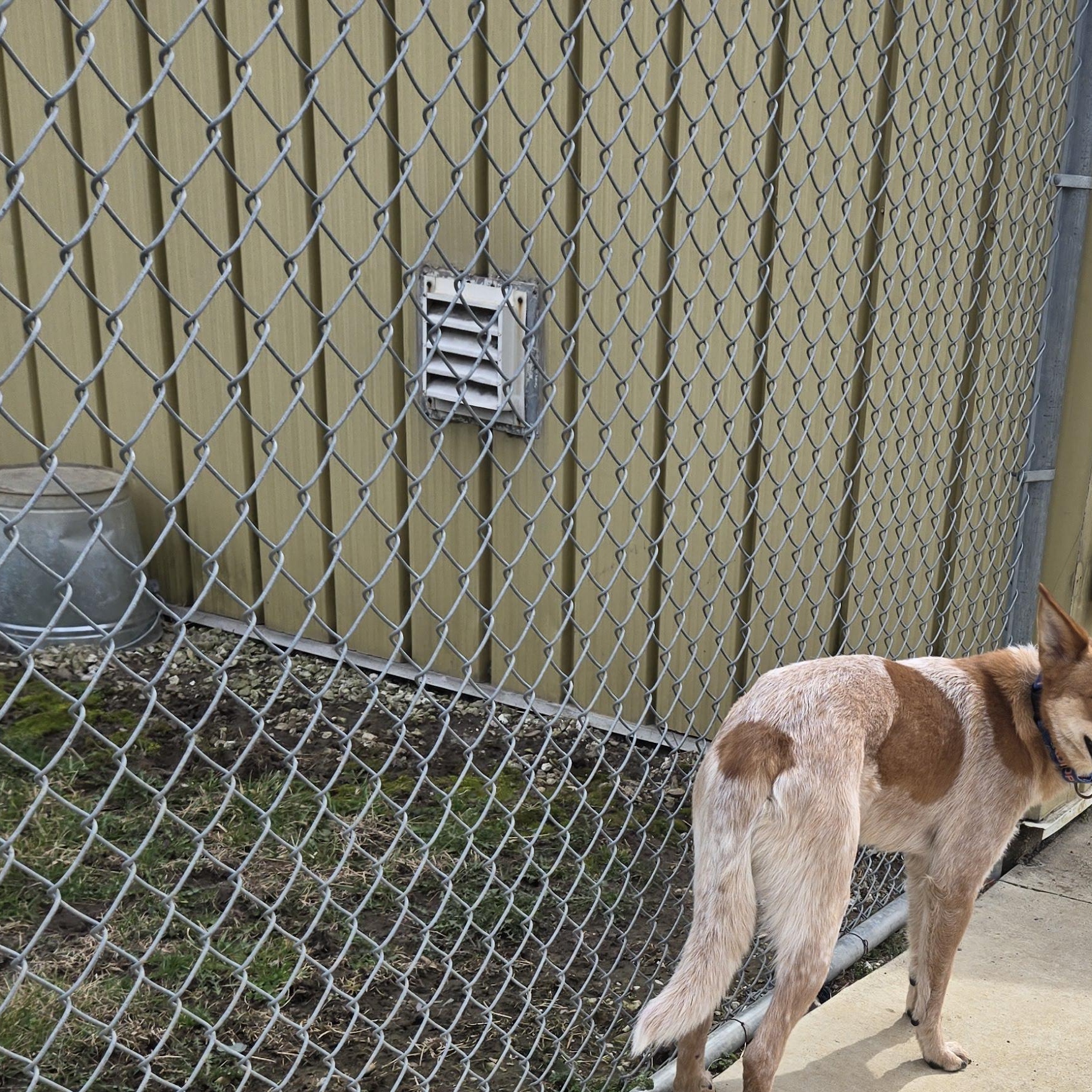 Enlarge Max, a ADOPTABLE mixed breed in Keokuk, IA image 4/6
