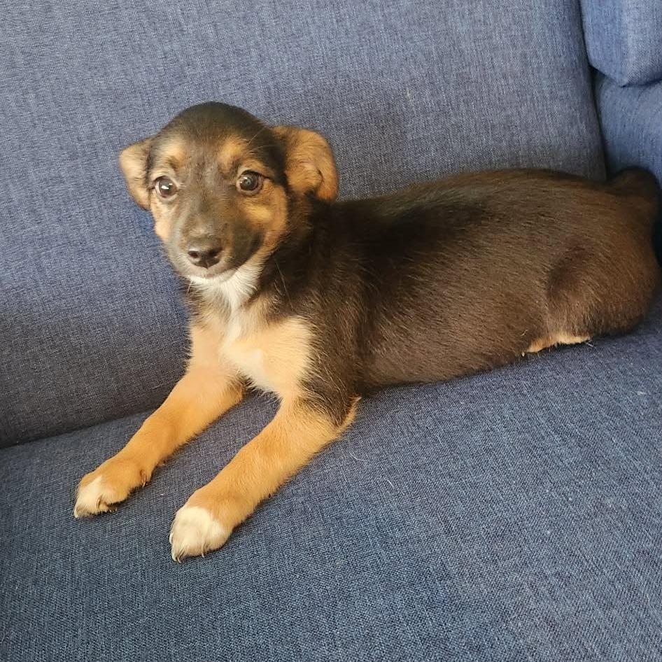 Porscha, Adoptable, Puppy Female Yorkshire Terrier & Chihuahua.