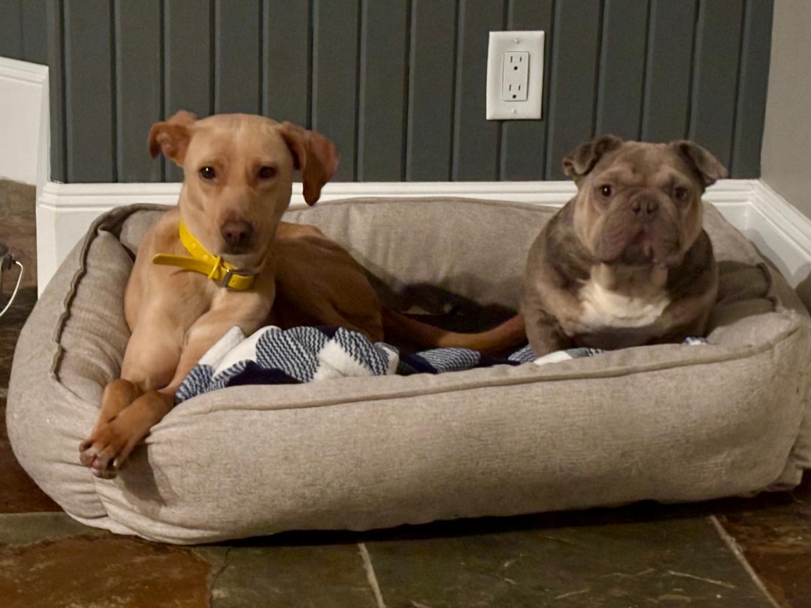 Enlarge Chueka, a ADOPTABLE Mixed Breed in Athens, TX image 5/6