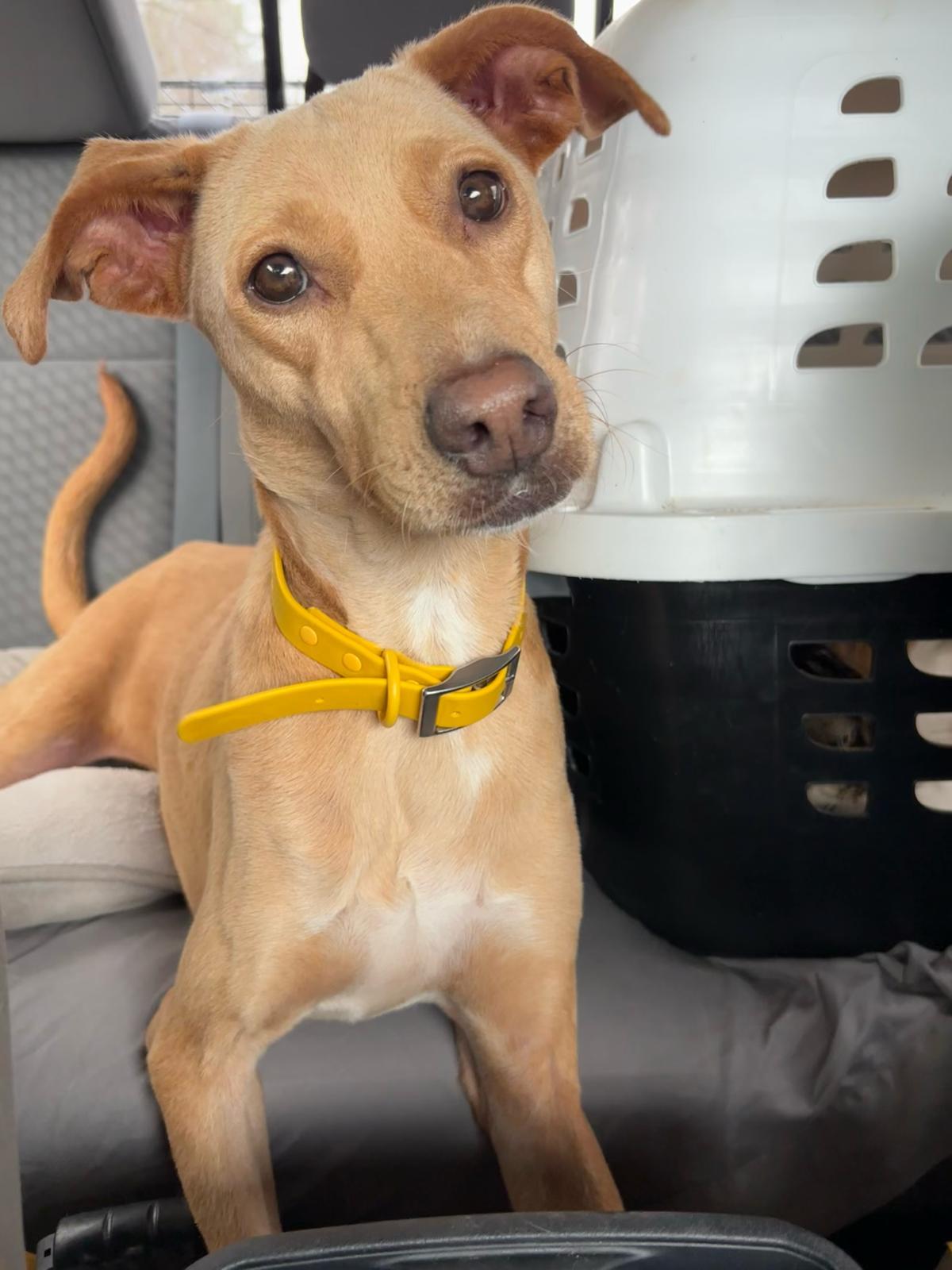 Enlarge Chueka, a ADOPTABLE Mixed Breed in Athens, TX image 2/6