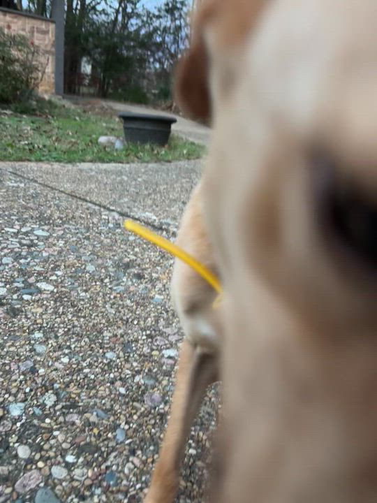 Enlarge Chueka, a ADOPTABLE Mixed Breed in Athens, TX video 3/6