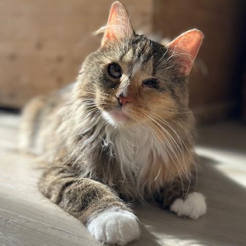 Kaleidoscope , Adoptable, Young Female Domestic Long Hair.