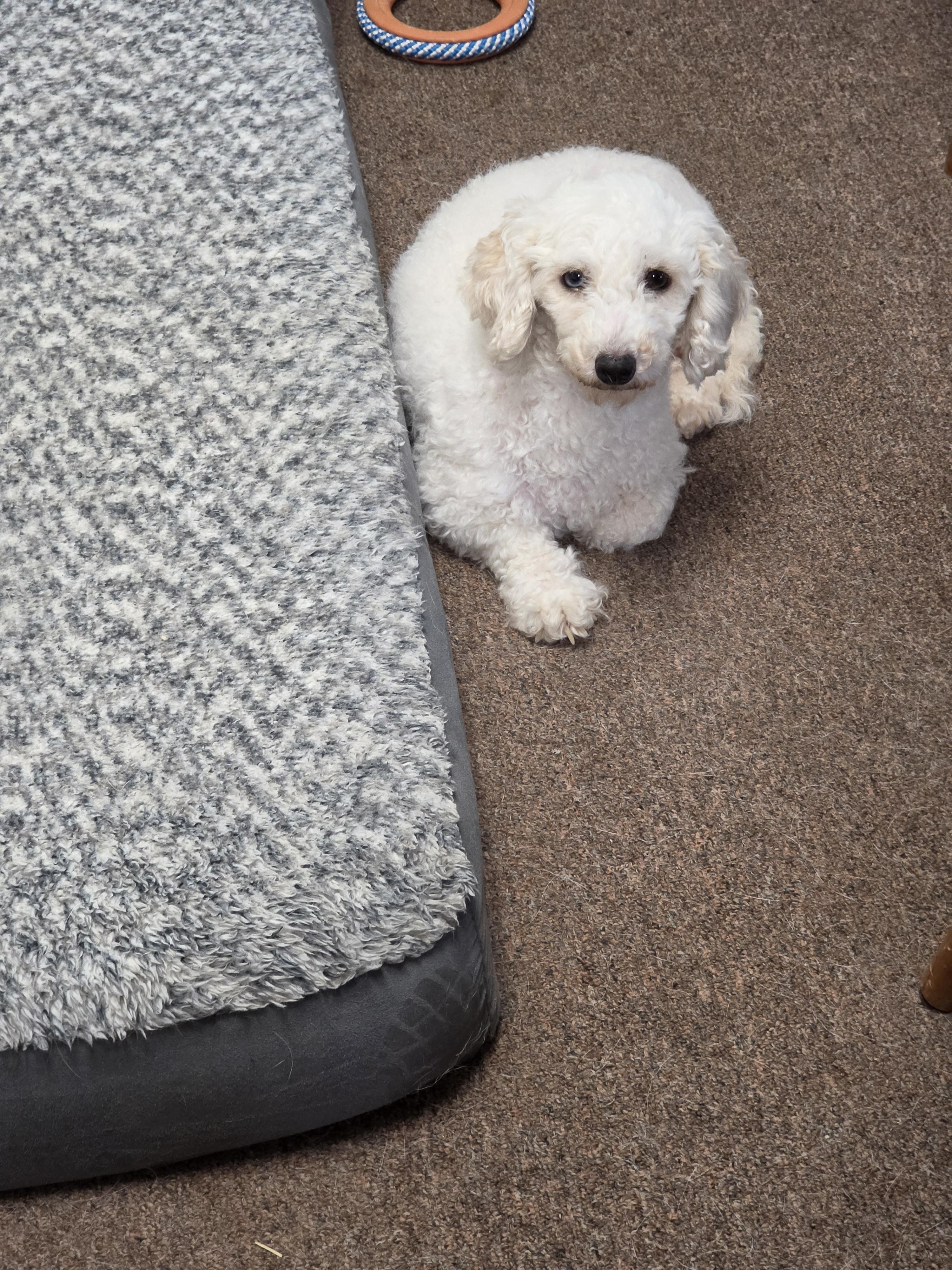 Enlarge Carrie, an adopted Poodle (Toy) in LaGrange, IN image 5/6