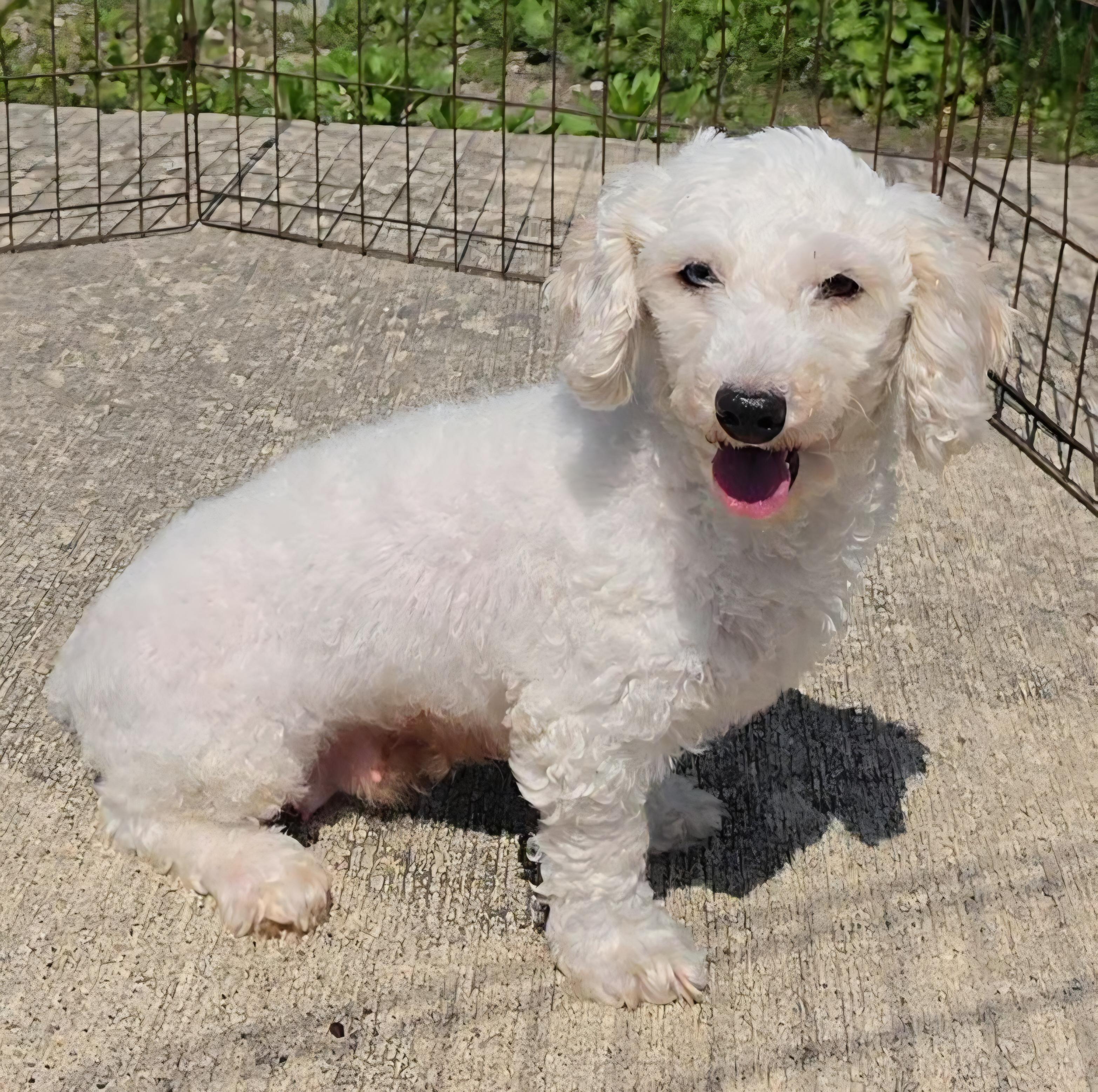 Carrie, adopted, Young Female Poodle (Toy).