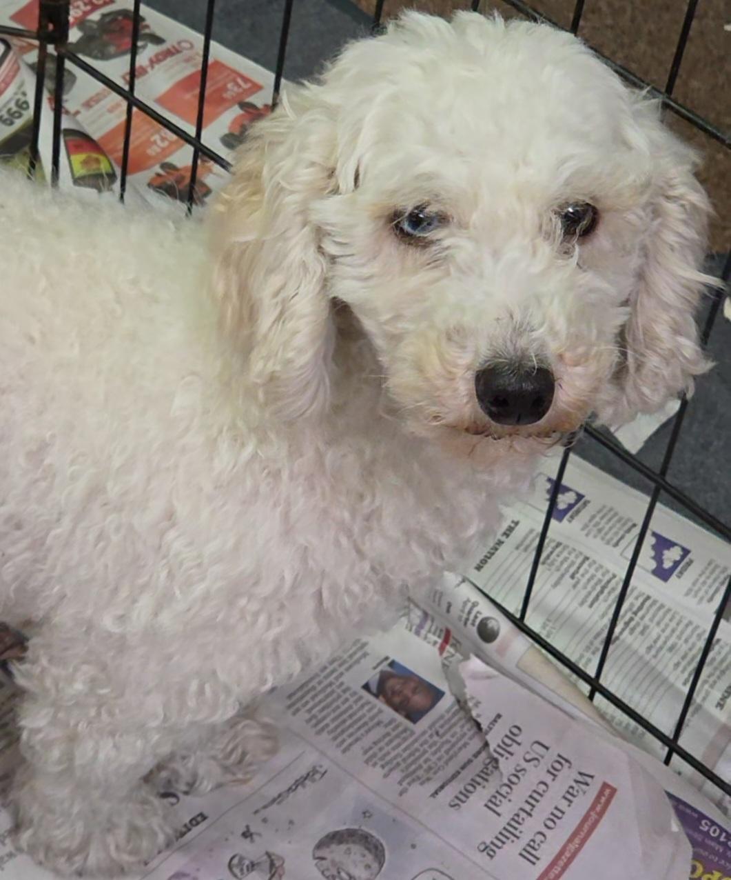 Enlarge Carrie, an adopted Poodle (Toy) in LaGrange, IN image 4/6