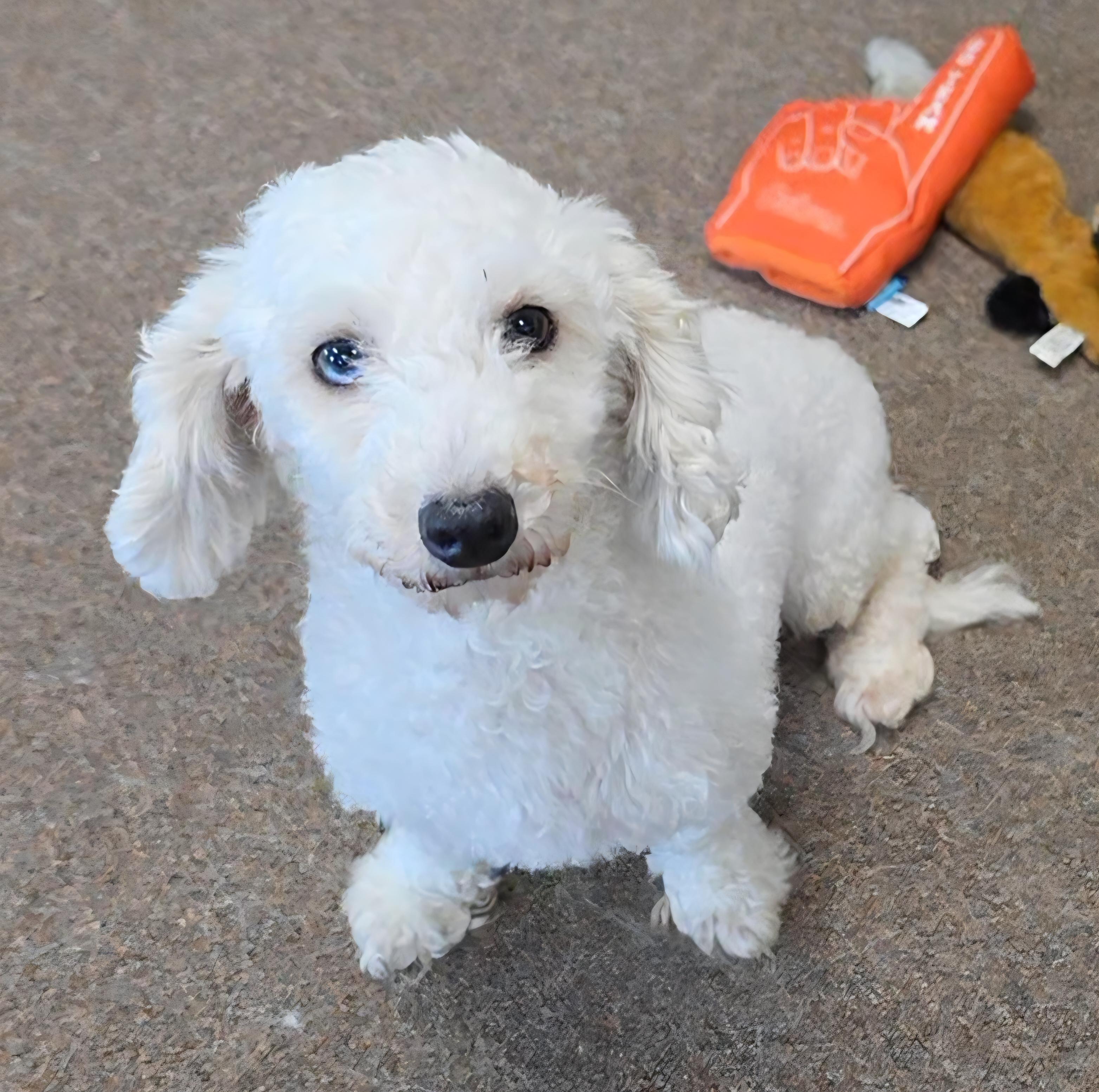Enlarge Carrie, an adopted Poodle (Toy) in LaGrange, IN image 2/6