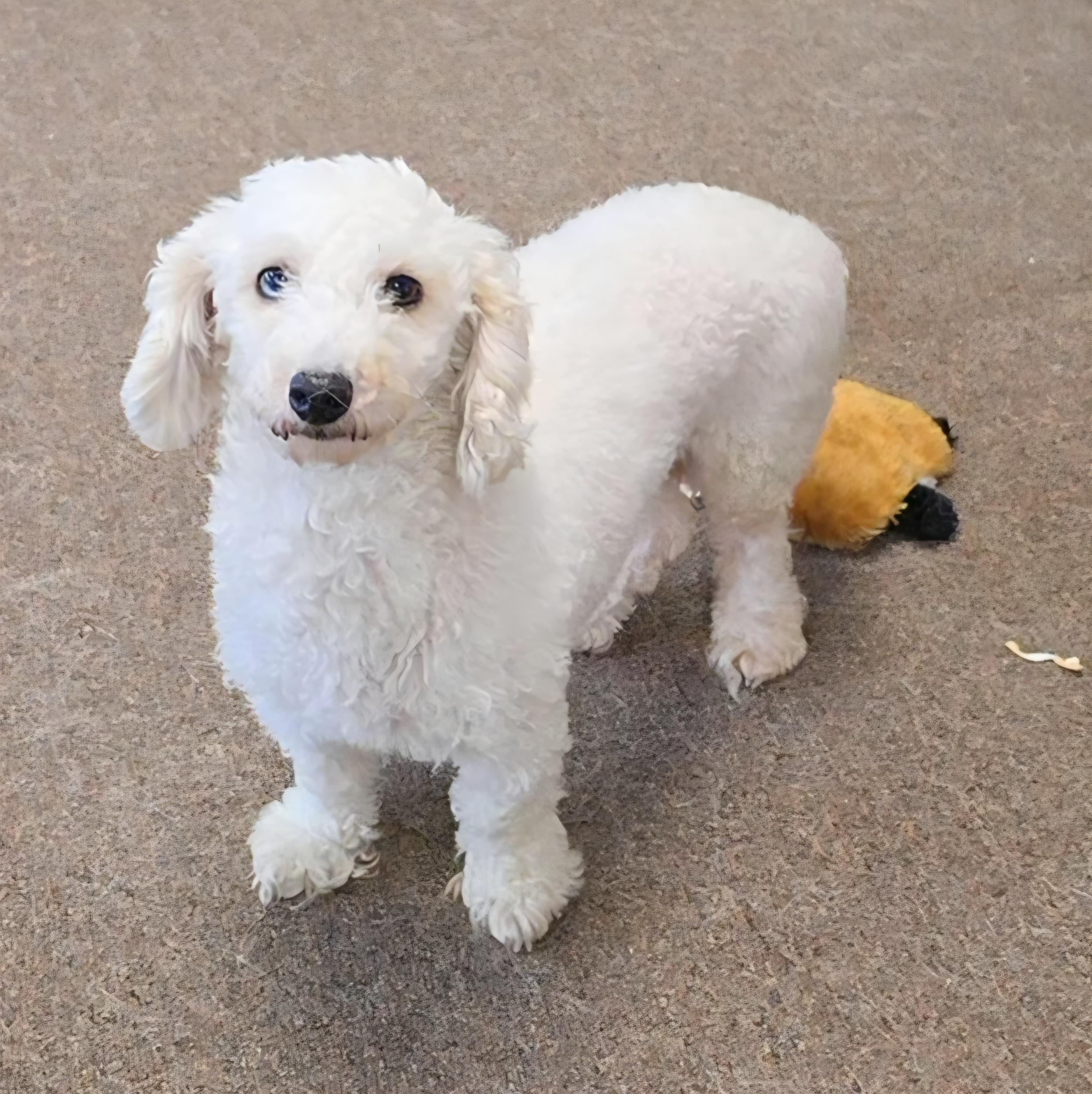 Enlarge Carrie, an adopted Poodle (Toy) in LaGrange, IN image 3/6