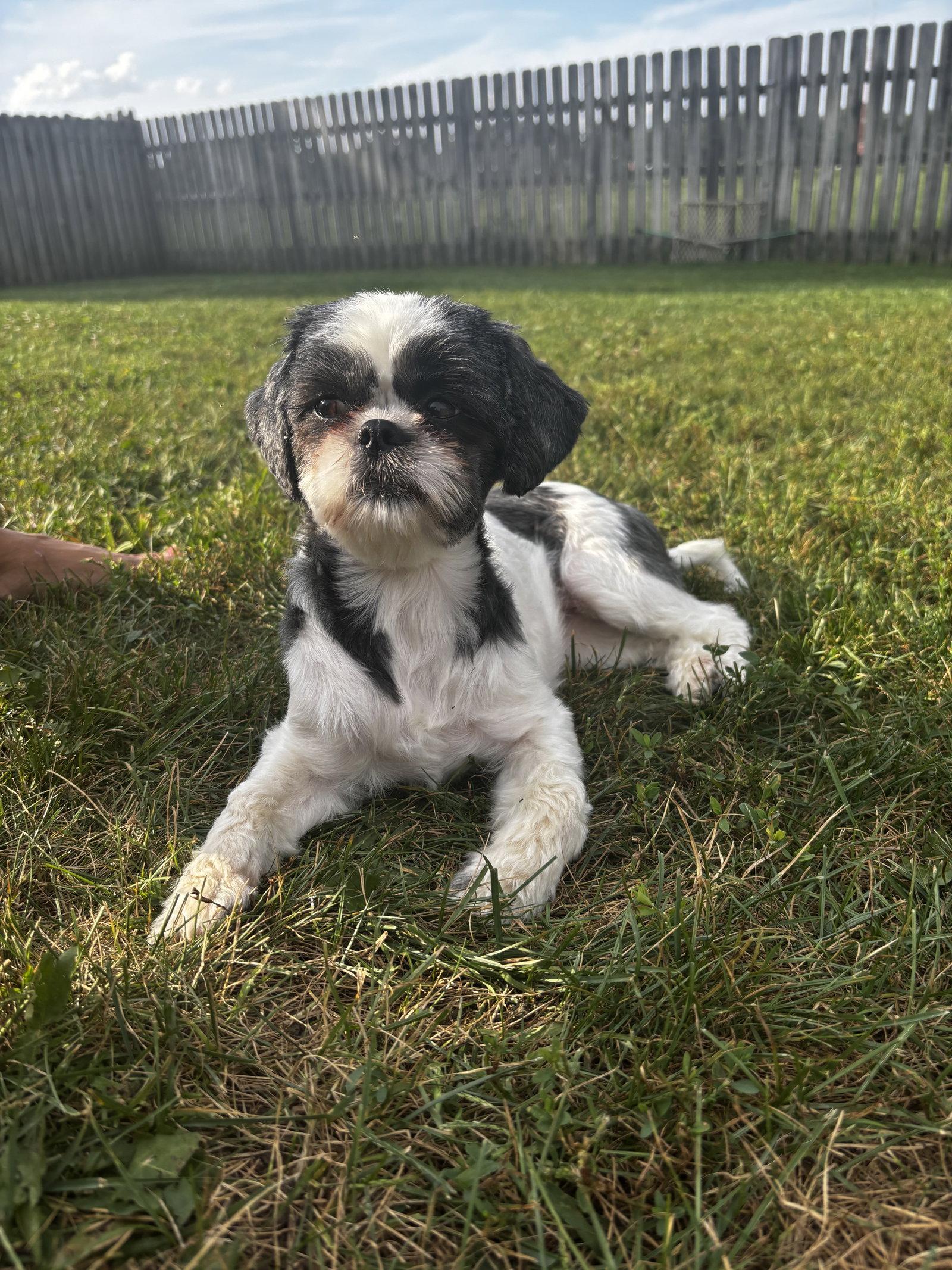 Nala - OS, Adoptable, Young Female Shih Tzu.