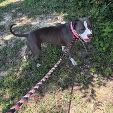 Enlarge Mars, a Adoptable American Staffordshire Terrier in Saluda, VA image 4/4
