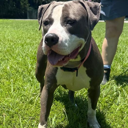Enlarge Mars, a Adoptable American Staffordshire Terrier in Saluda, VA image 1/4