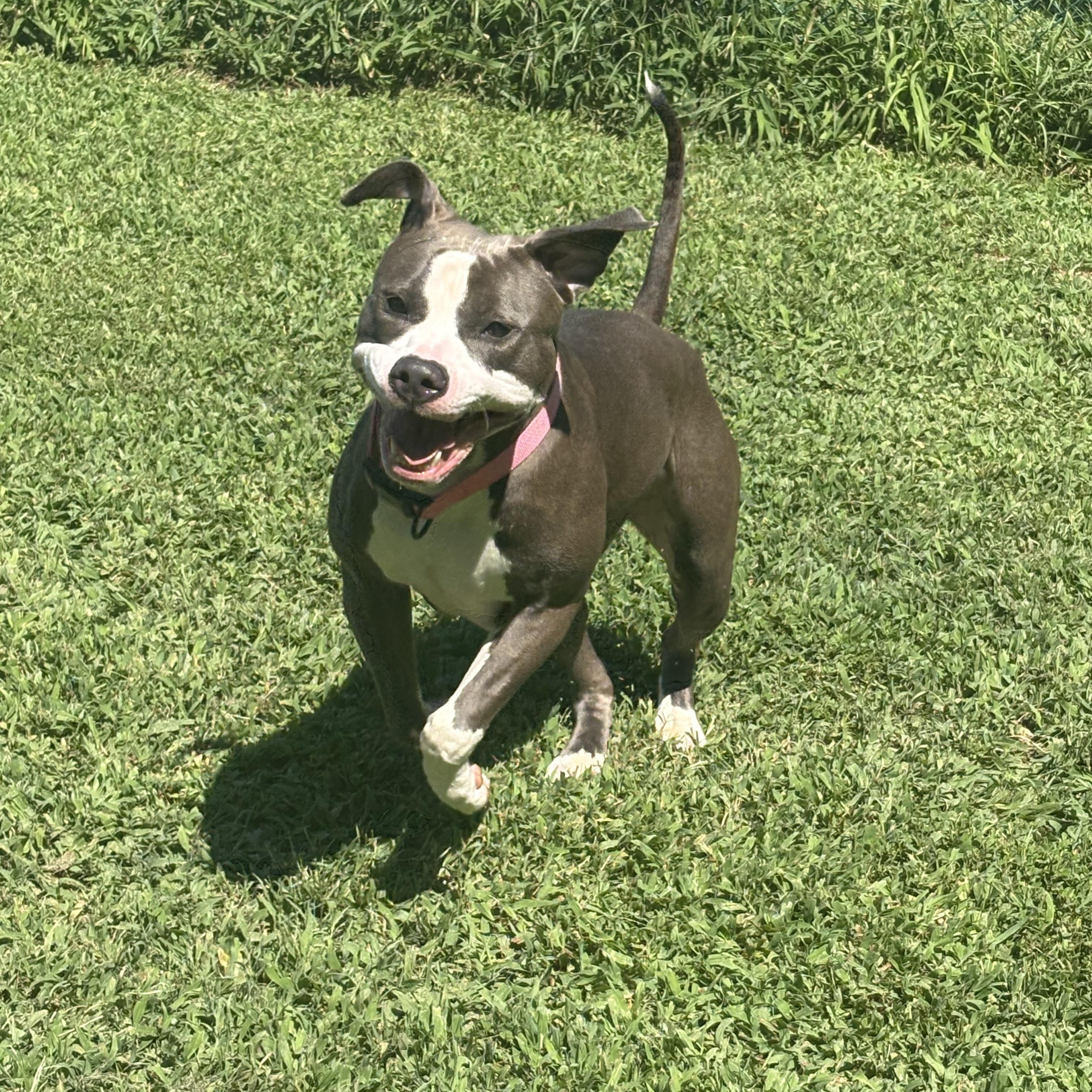 Enlarge Mars, a Adoptable American Staffordshire Terrier in Saluda, VA image 2/4