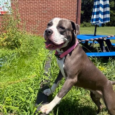 Enlarge Mars, a Adoptable American Staffordshire Terrier in Saluda, VA image 3/4