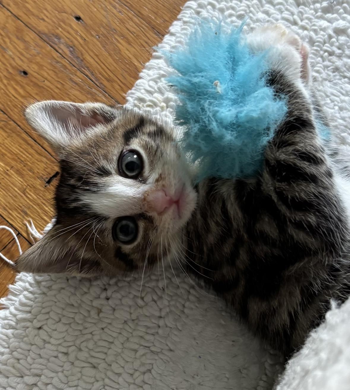 Chia, ADOPTABLE, Kitten Female Tabby.