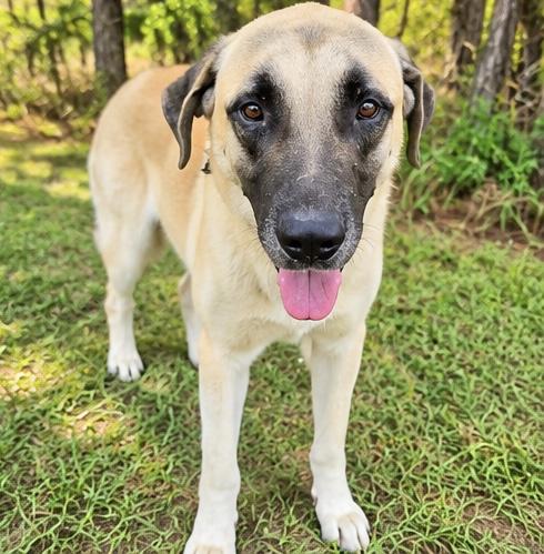Enlarge Brutus, a Adoptable mixed breed in Jackson, MI image 2/5