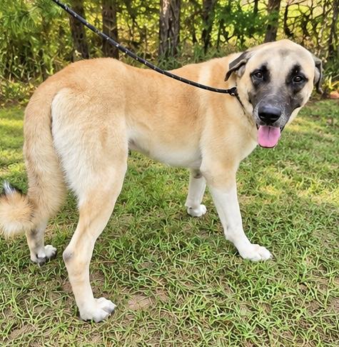 Enlarge Brutus, a Adoptable mixed breed in Jackson, MI image 1/5